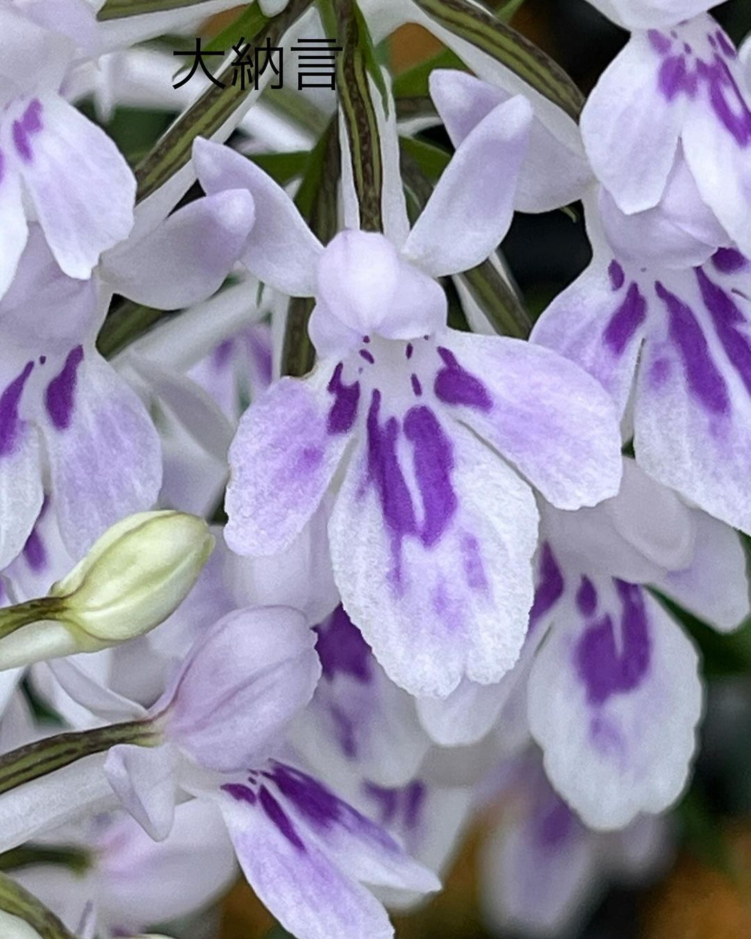 ウチョウラン『大納言』