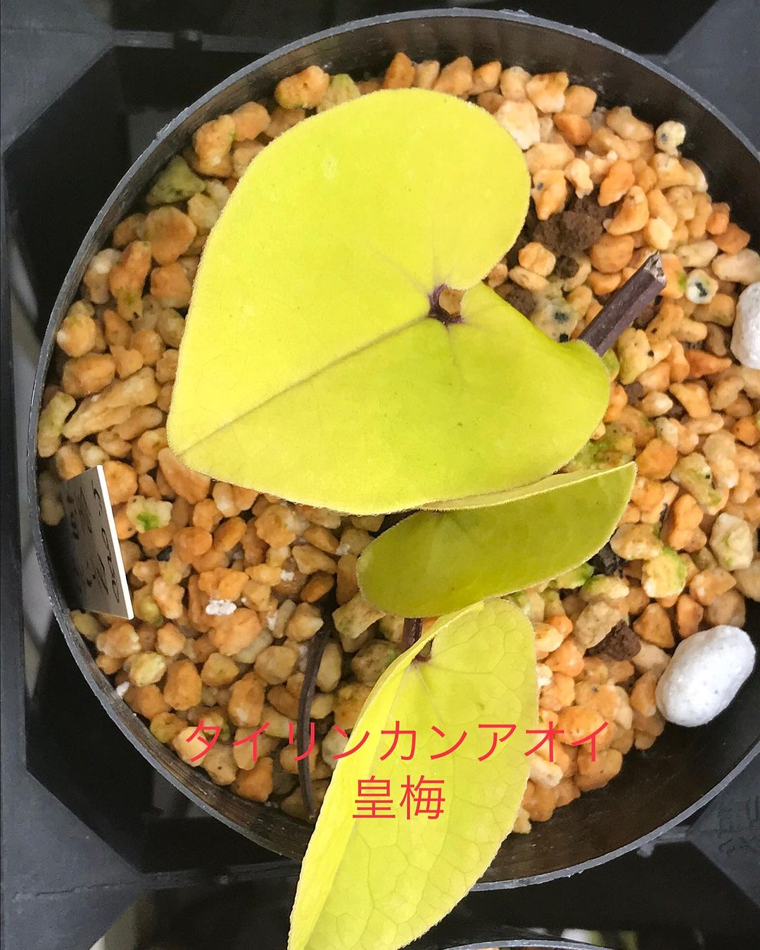 タイリンカンアオイ　皇梅
