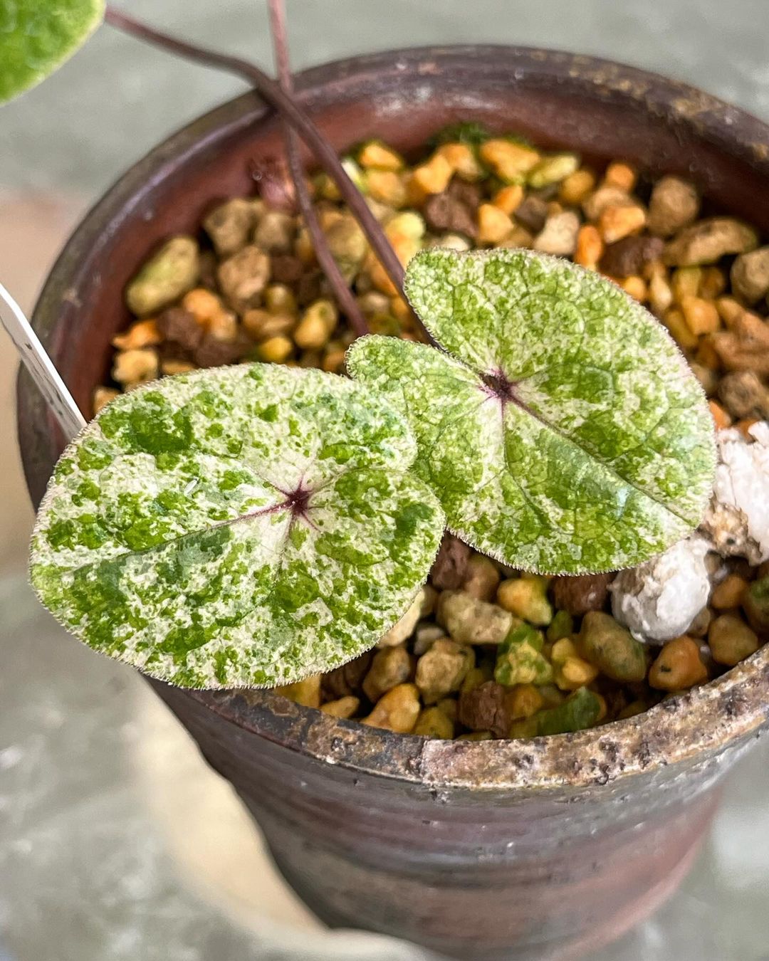 知人が和泉葛城山で採取したイズミカンアオイの白散り斑です