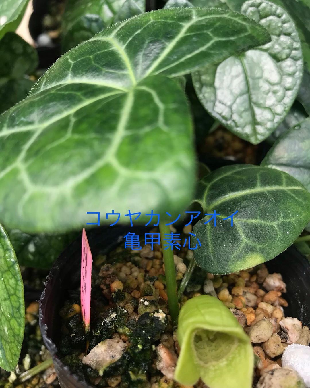 コウヤカンアオイ　亀甲葉素心花