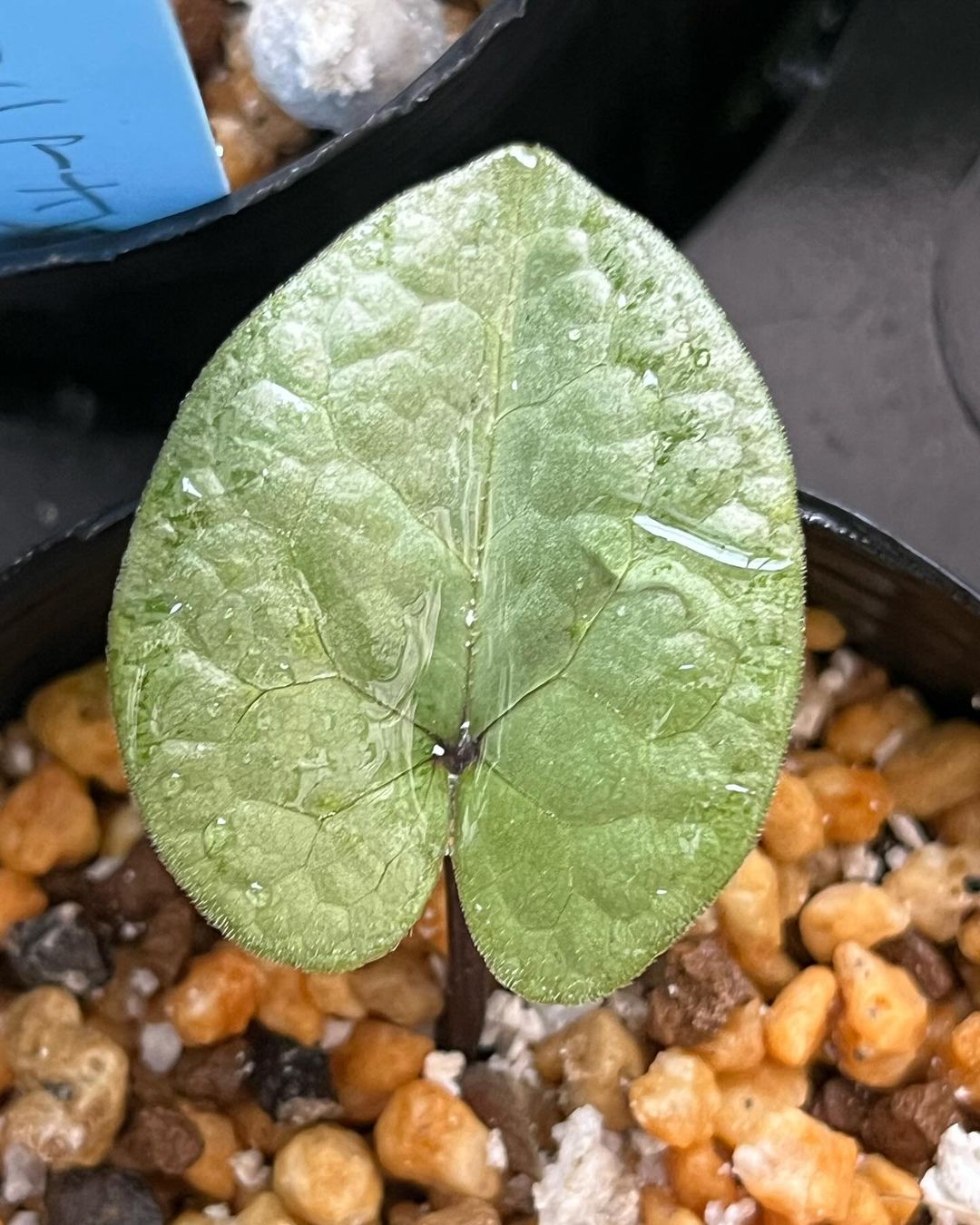 アツミカンアオイの銀葉