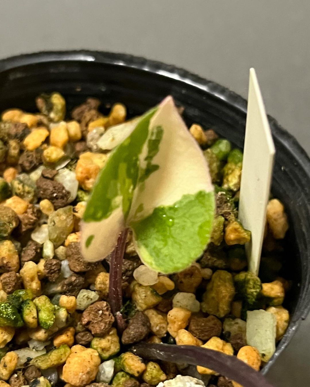 カントウカンアオイ『氷雪』