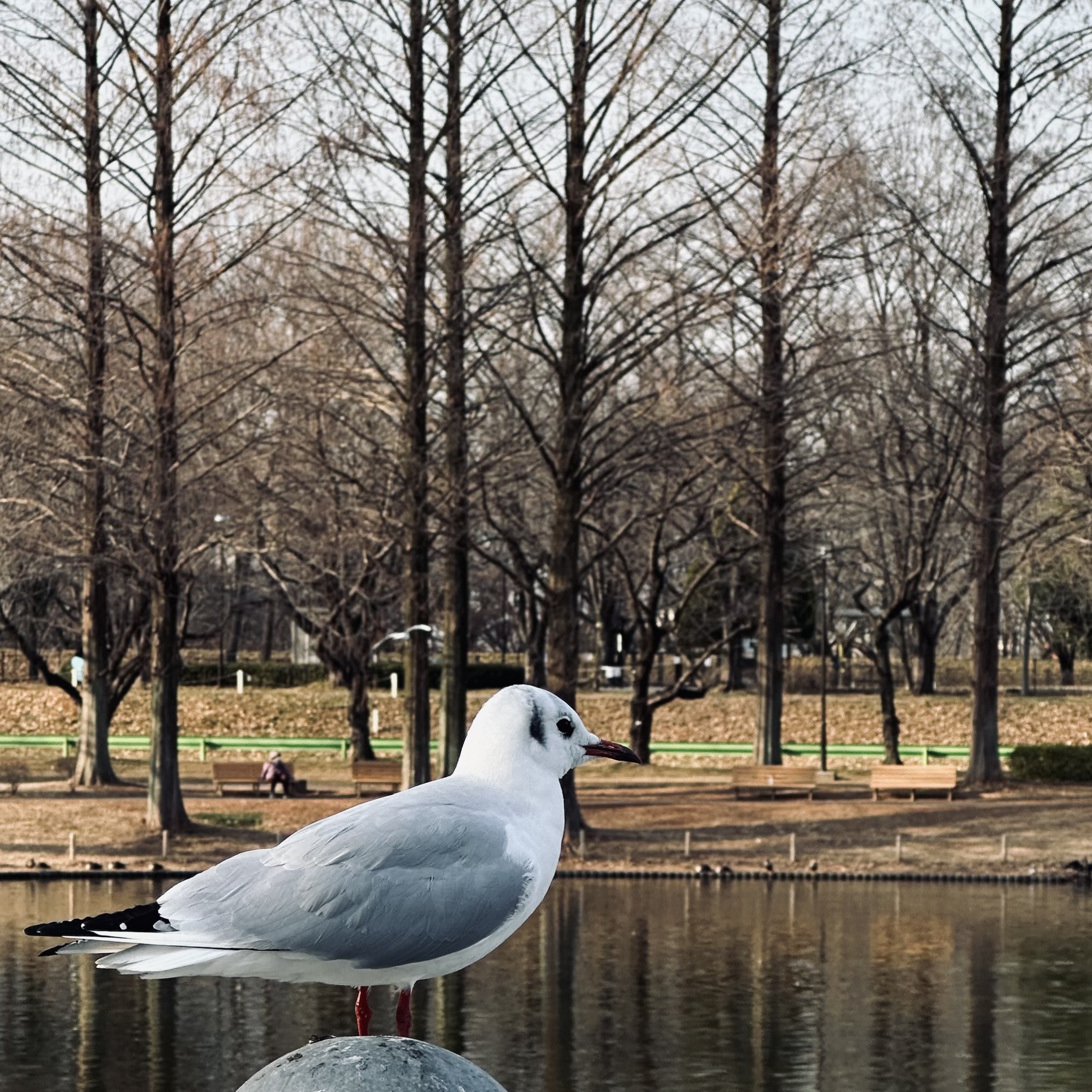好きだから、失いたくない。
