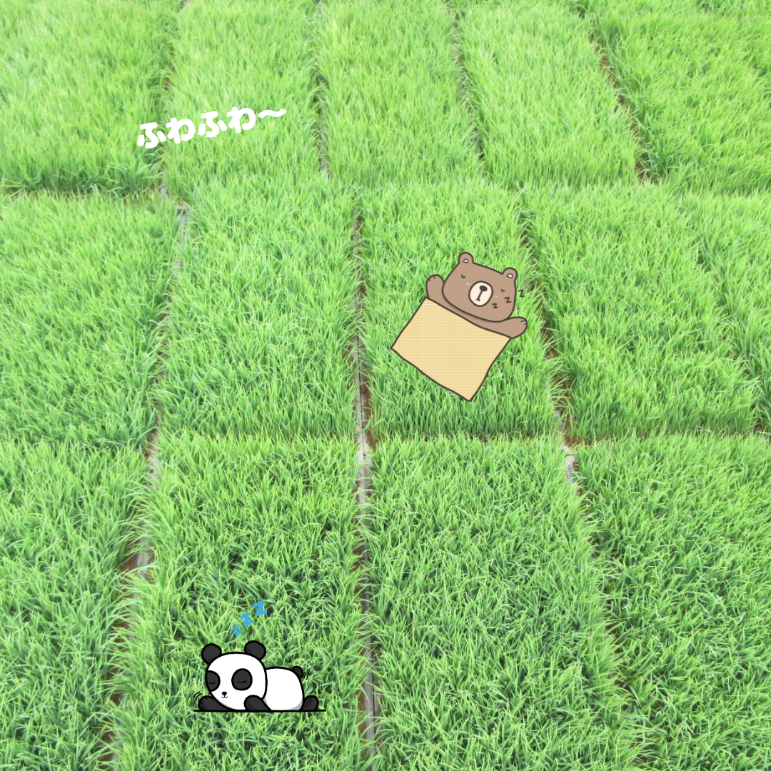 もうすぐ田植え🌱