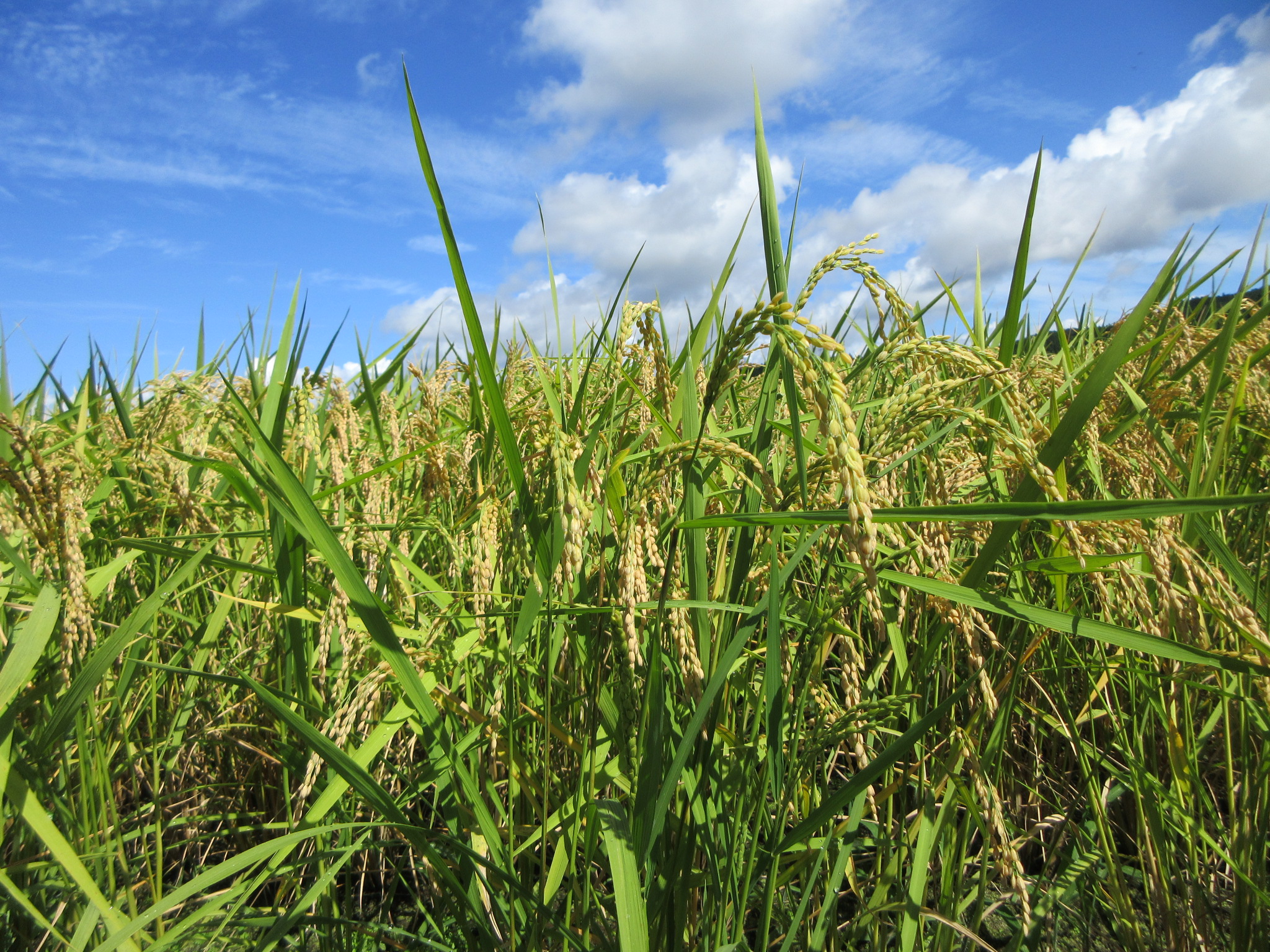 放置しすぎました…すみません😭
