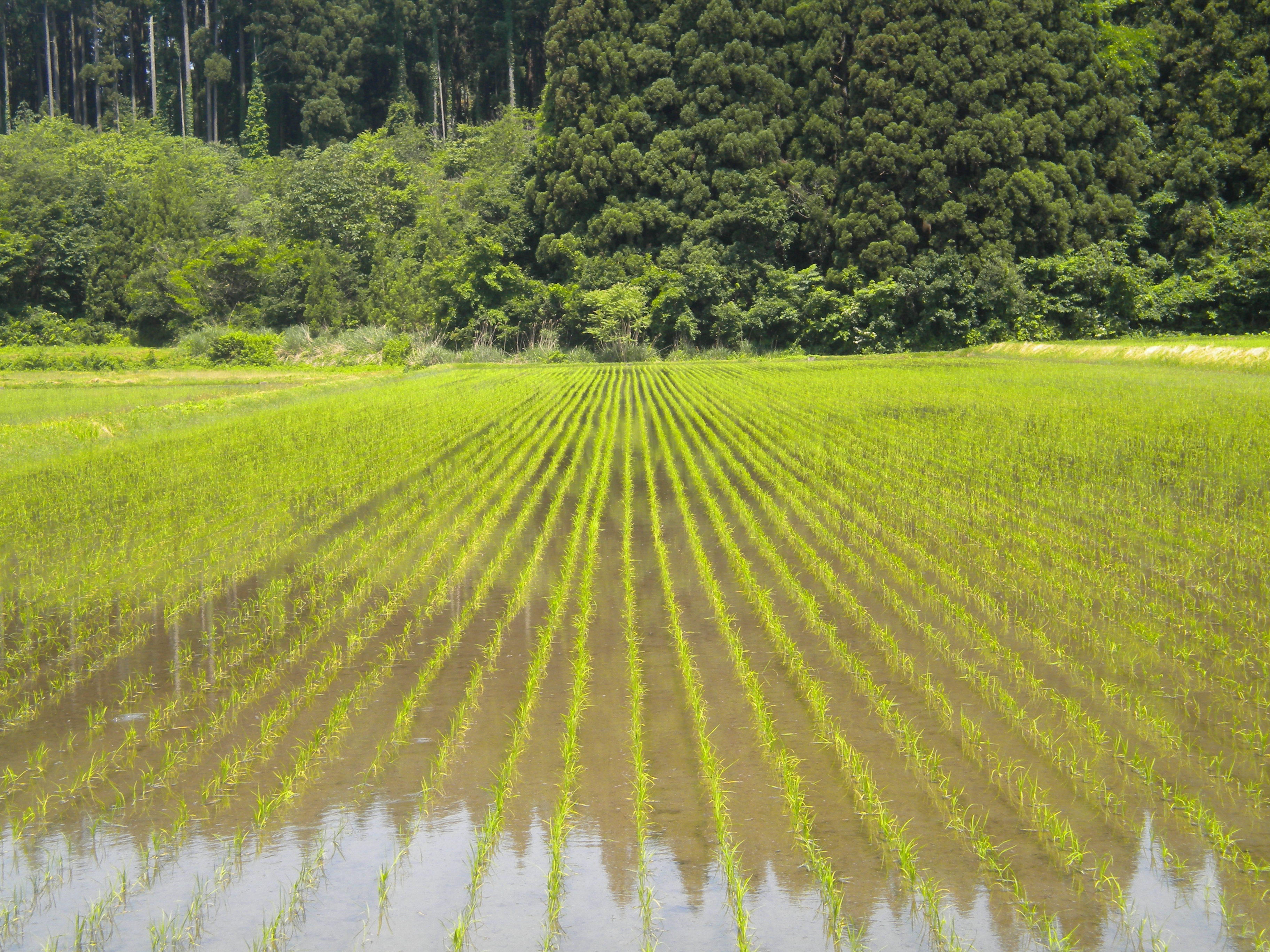 今日の田んぼ🌾