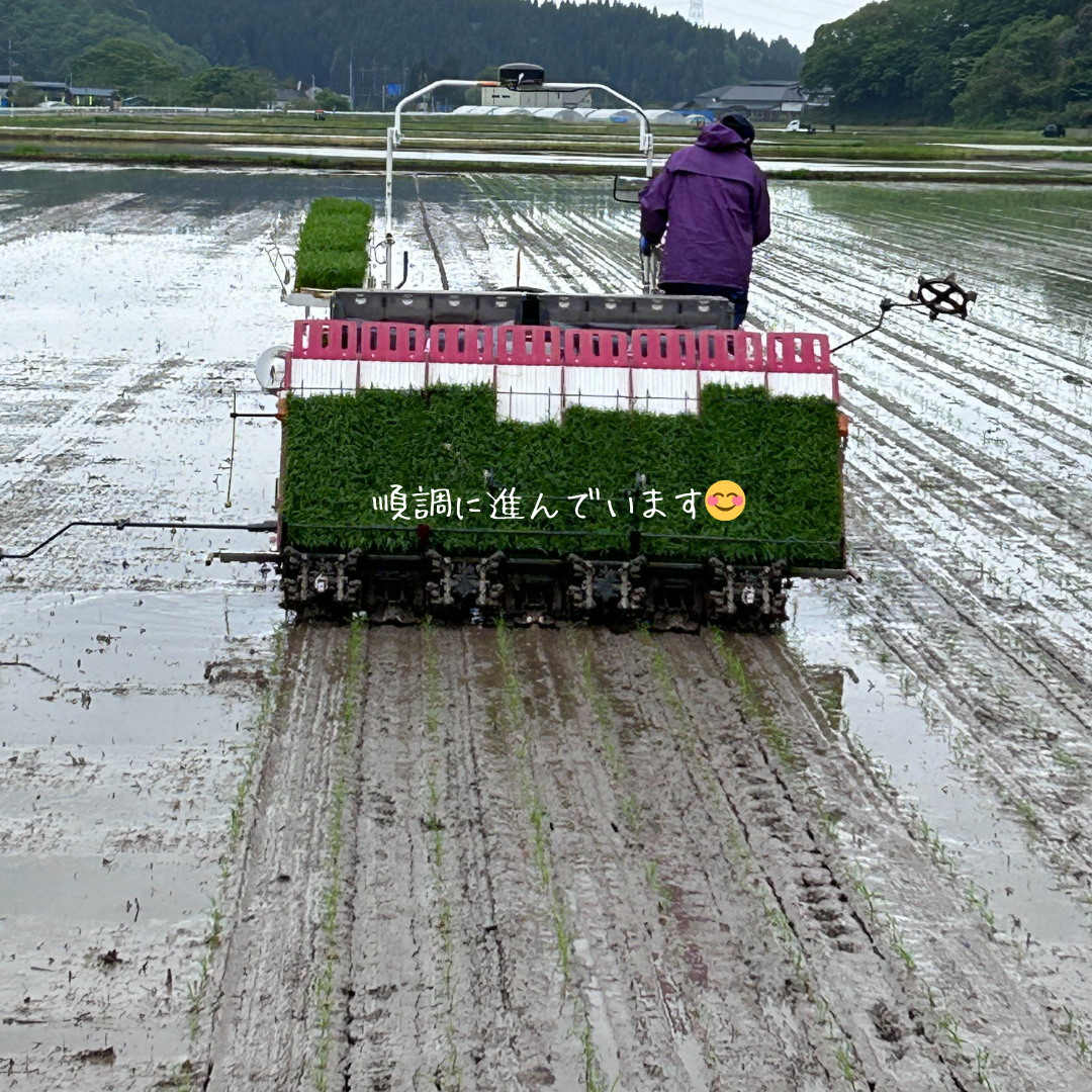 田植え開始🌱