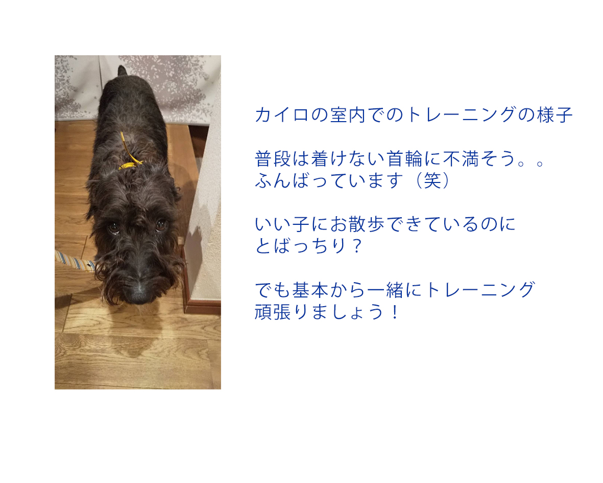 チンピラ犬タコちゃん、犬嫌いは治るのか〜no.4