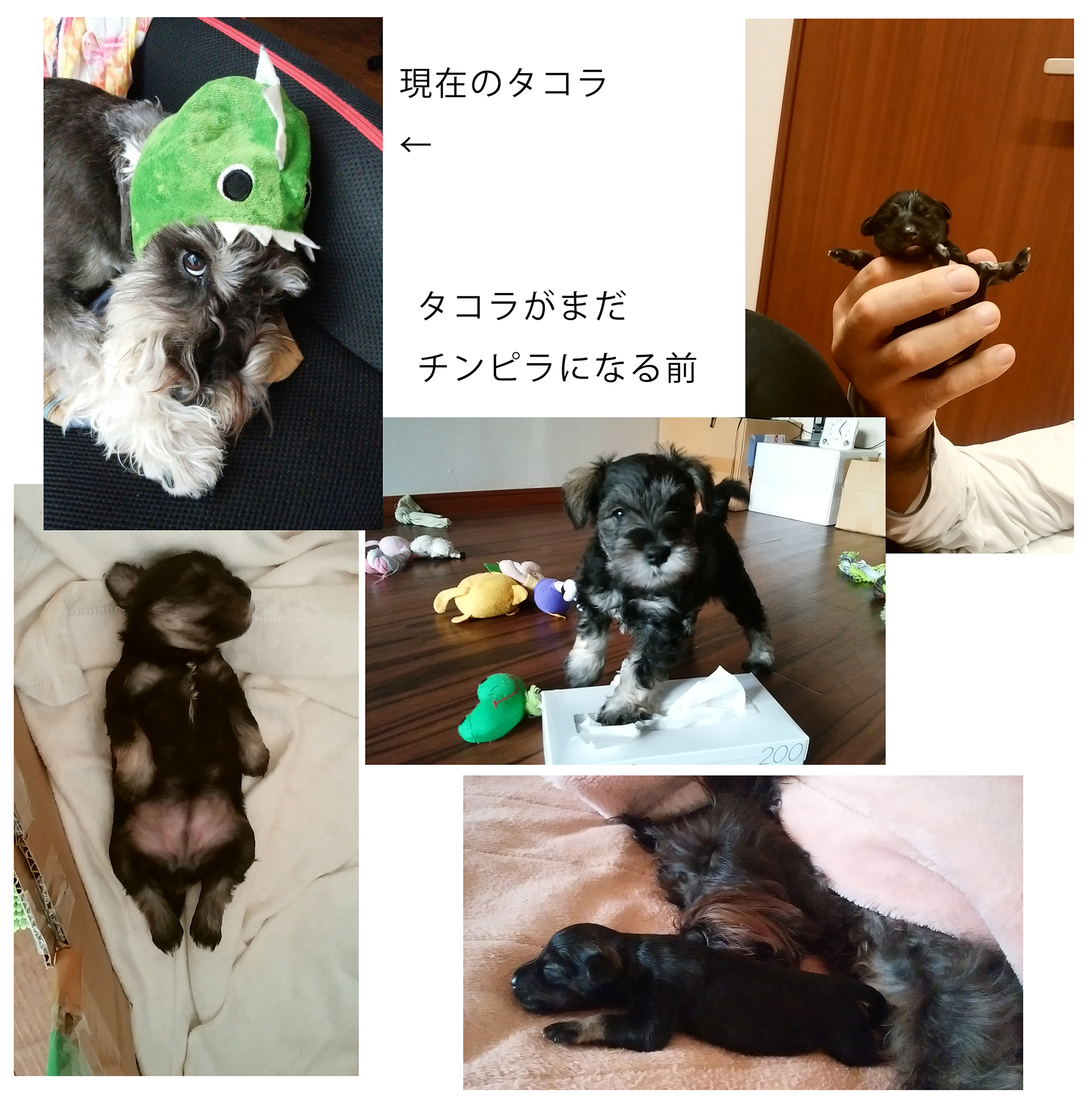 チンピラ犬タコちゃん、犬嫌いは治るのか〜no.5