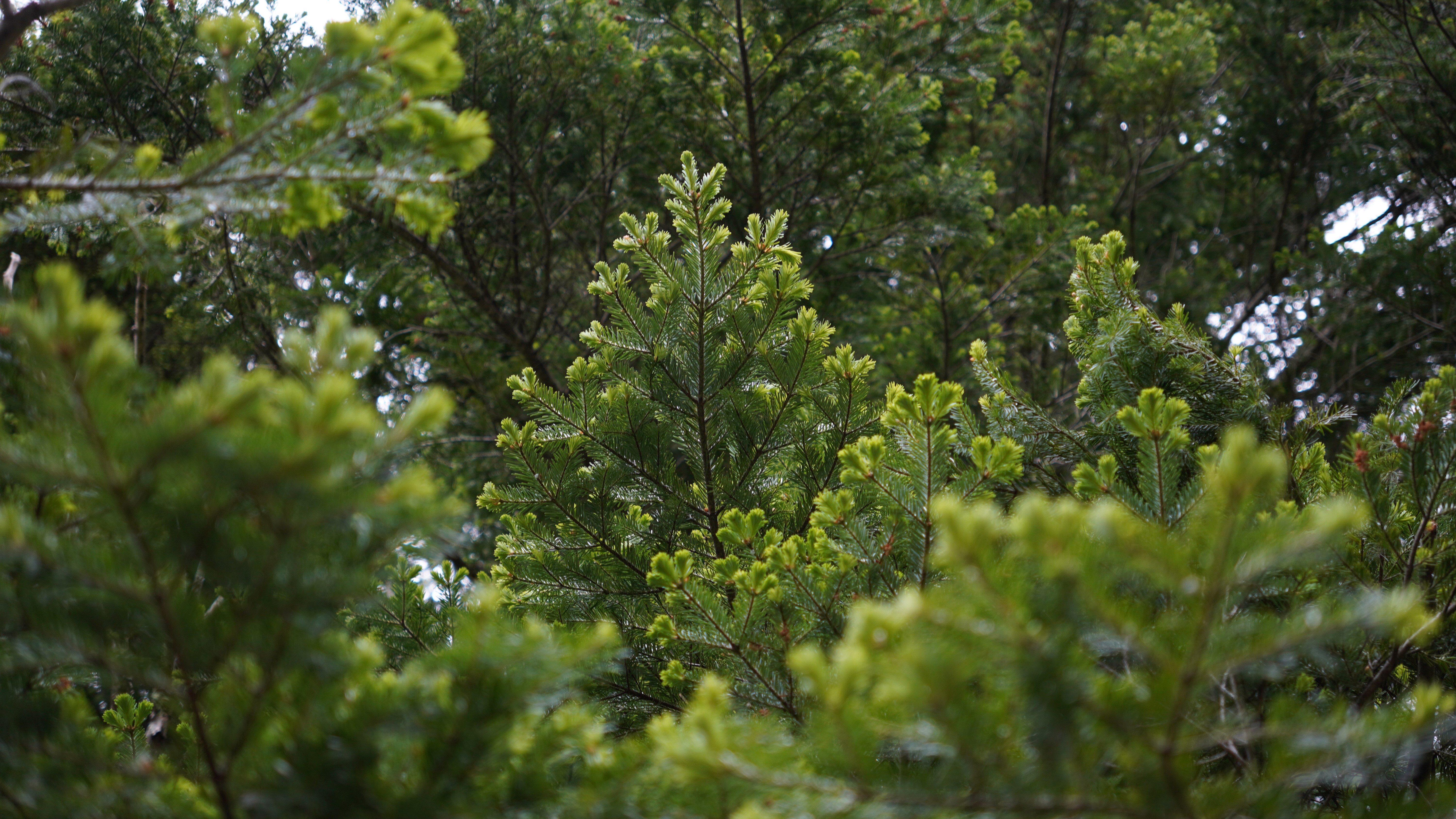 亜高山森のアロマミストがご購入いただける場所🌿