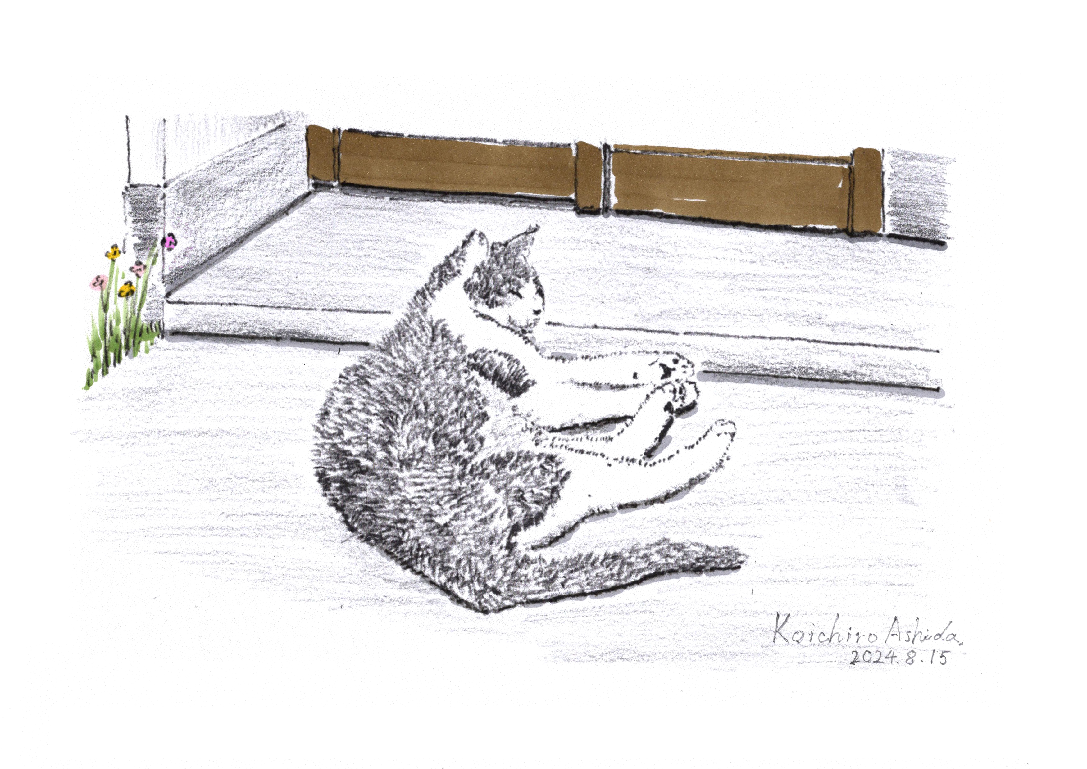 木陰でお昼寝する野良猫を目にするようになりました🎐
