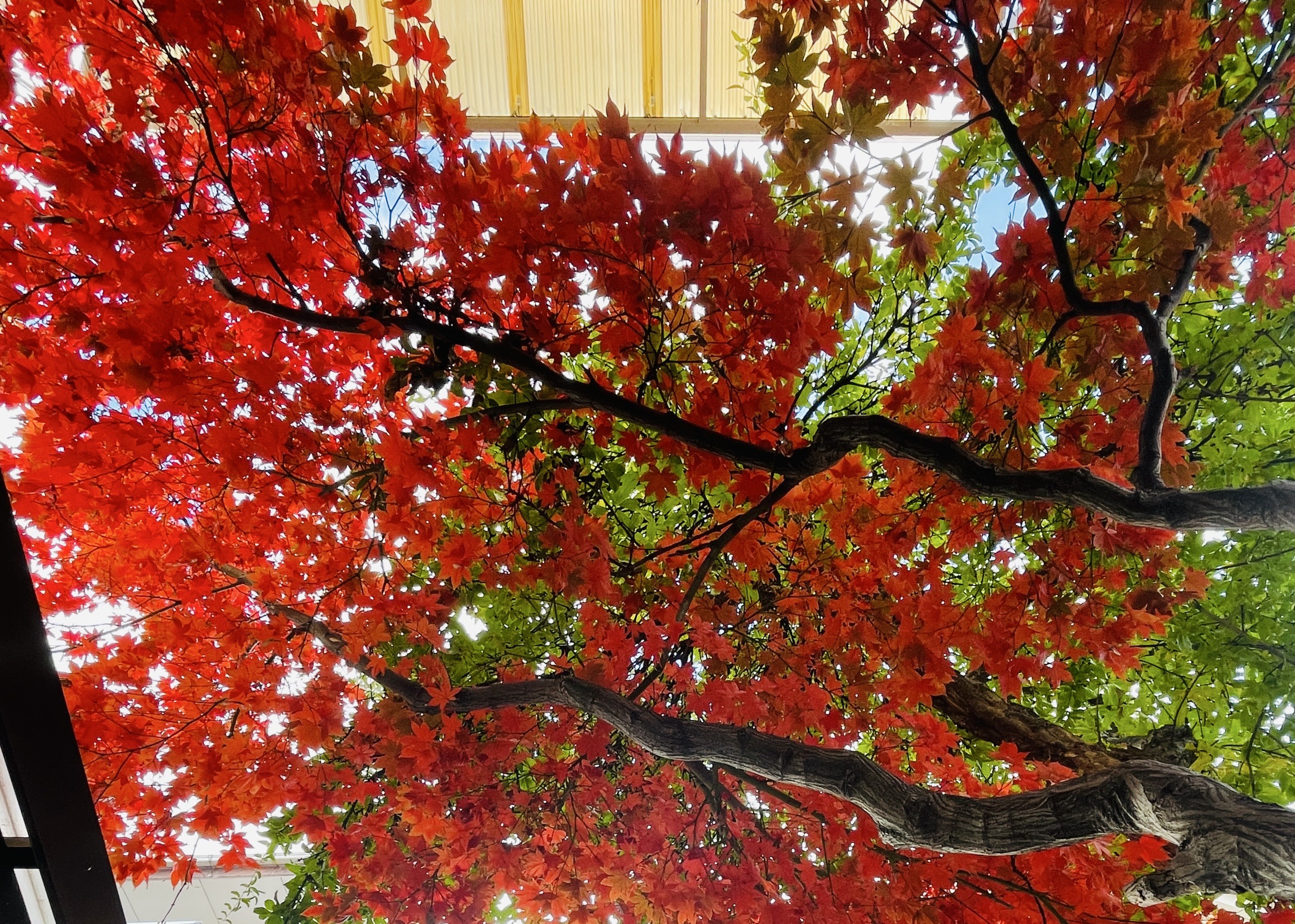 今年も教室の入口前に植えているもみじが綺麗に紅葉しています🍁