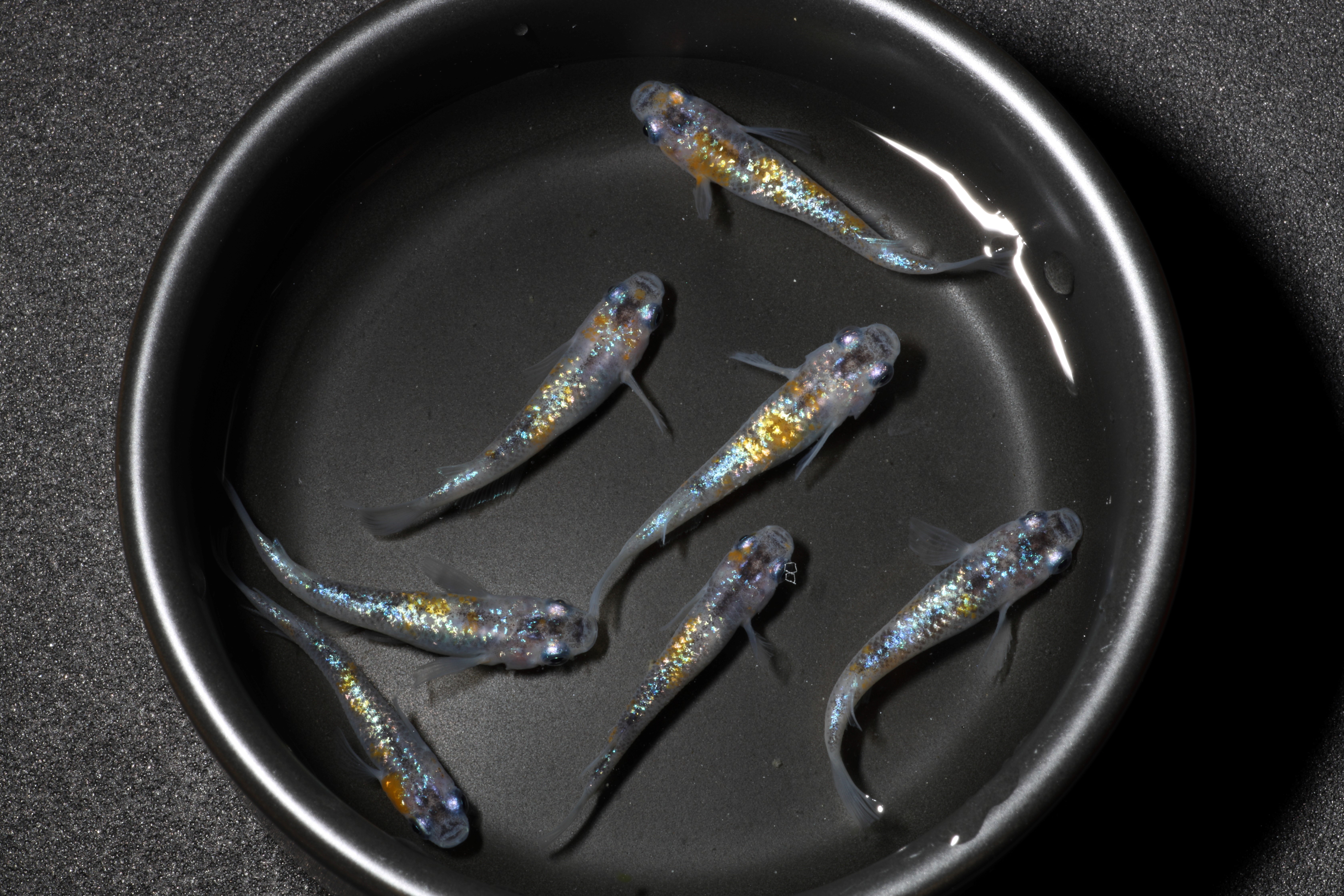 月華ってどんなめだか？？？