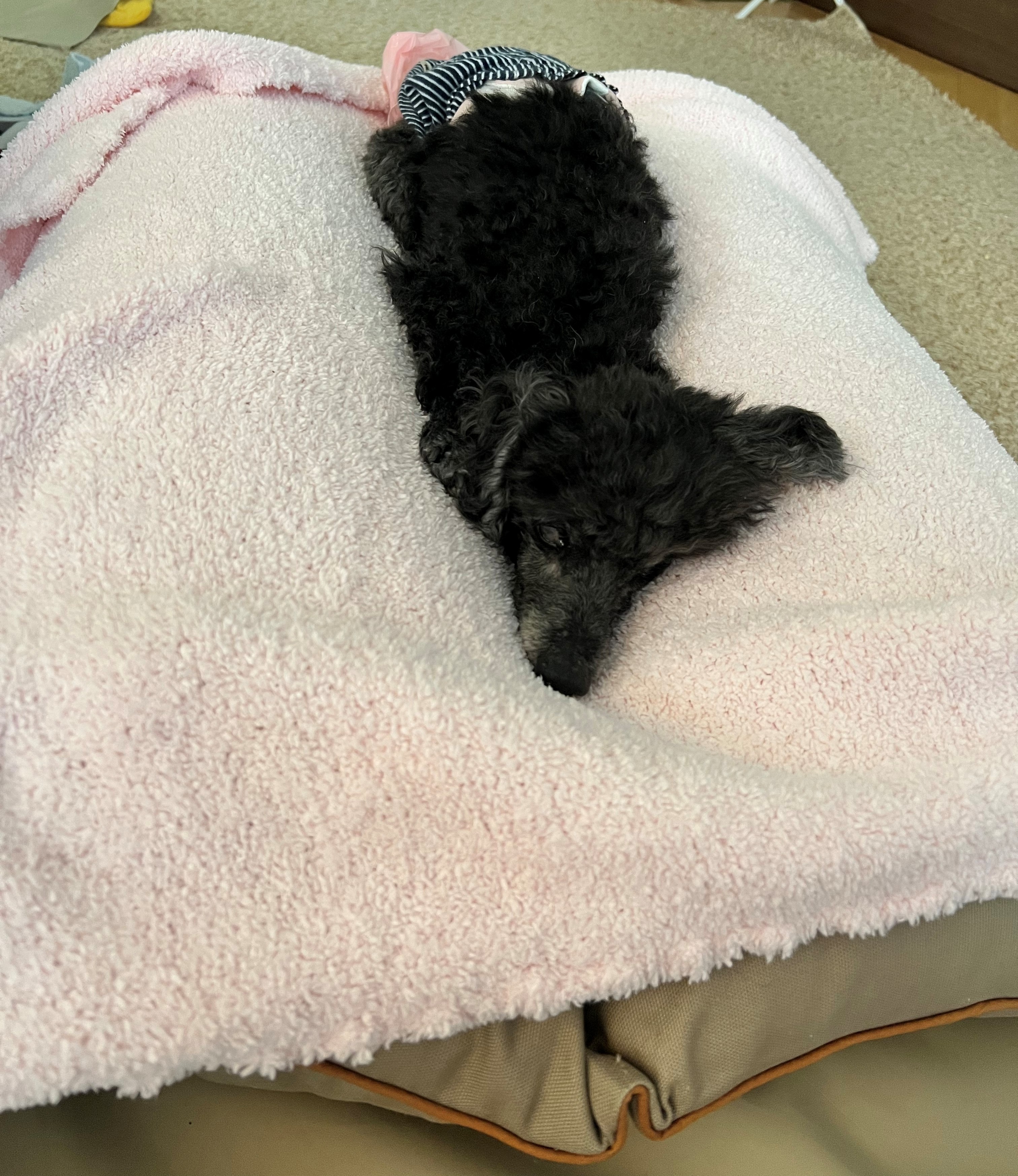 介護クッションRAKU²（らくらく）ご利用ワンちゃん達