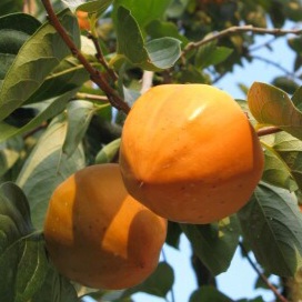 「柿MIX」リリース