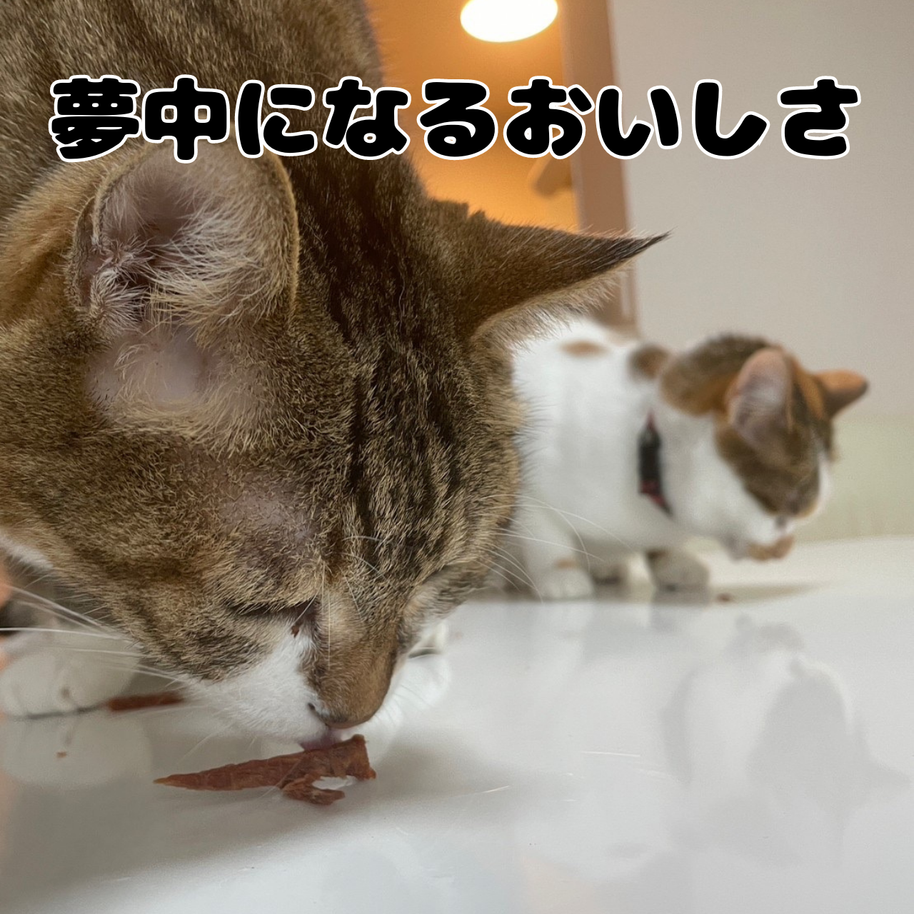 ねこにおやつは何あげる？