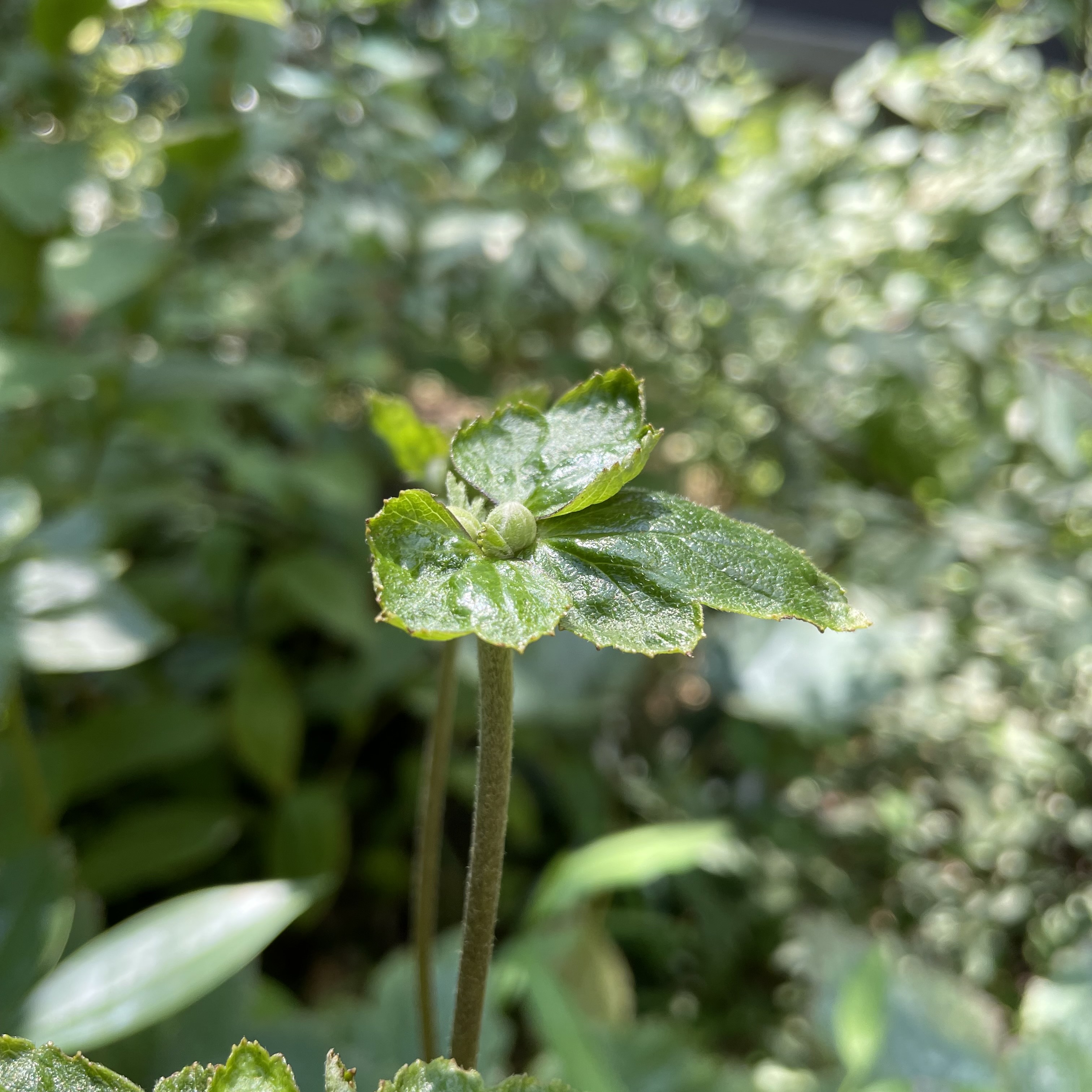 たかすの杜Online Shopメンテナンス期間終了のお知らせ