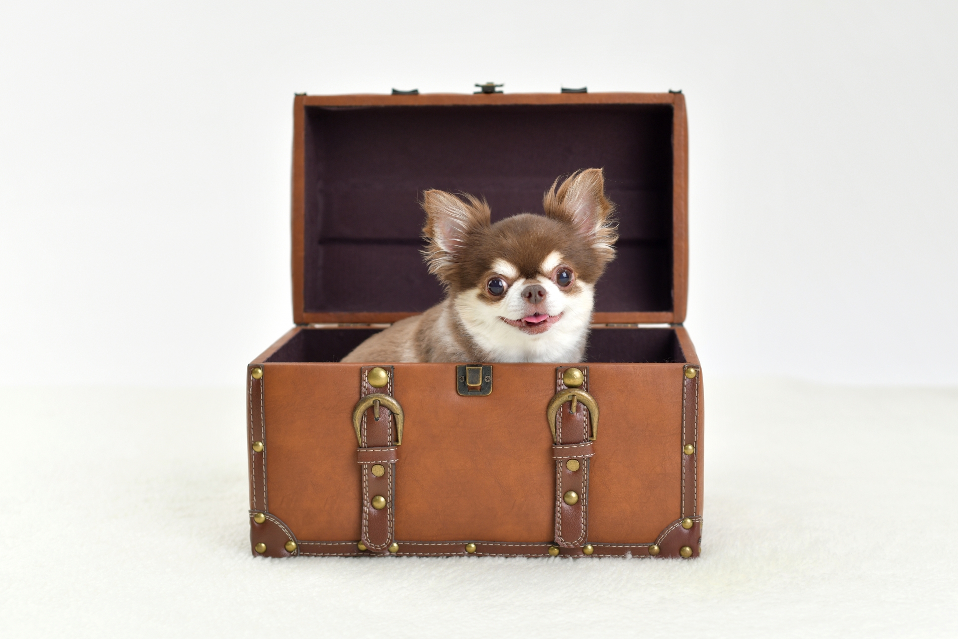 【はじめてのチワワ】チワワってどんな犬？臆病？わがままなの？？