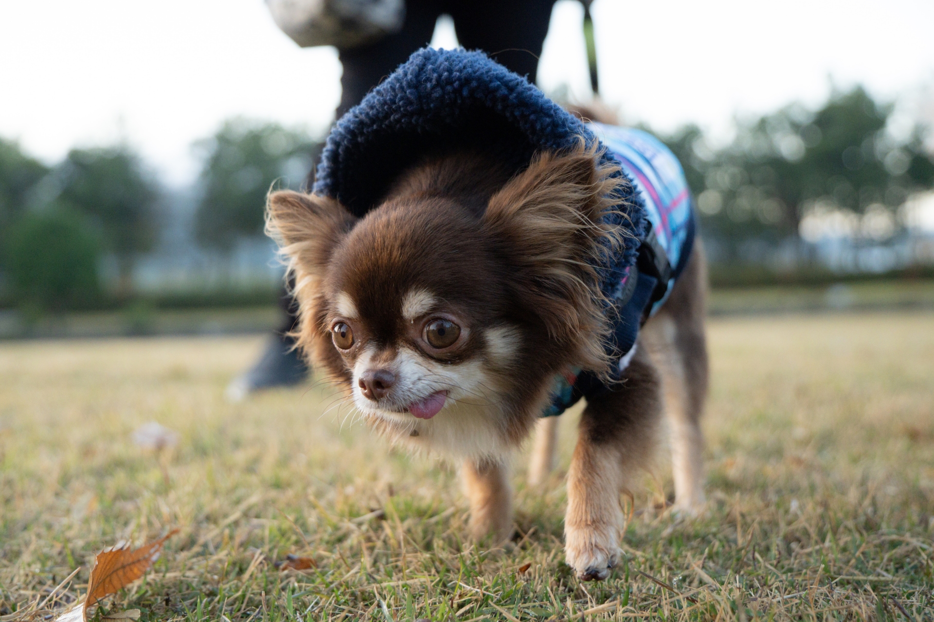 チワワに洋服は必要？犬服を着せたいと思った時に知っておきたいメリット・デメリット
