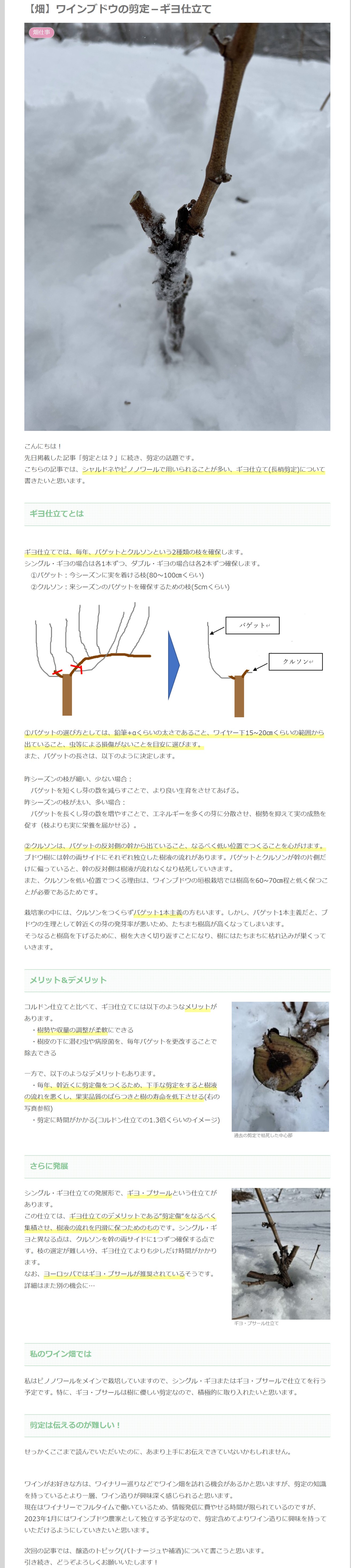 【畑】ワインブドウの剪定-ギヨ仕立て