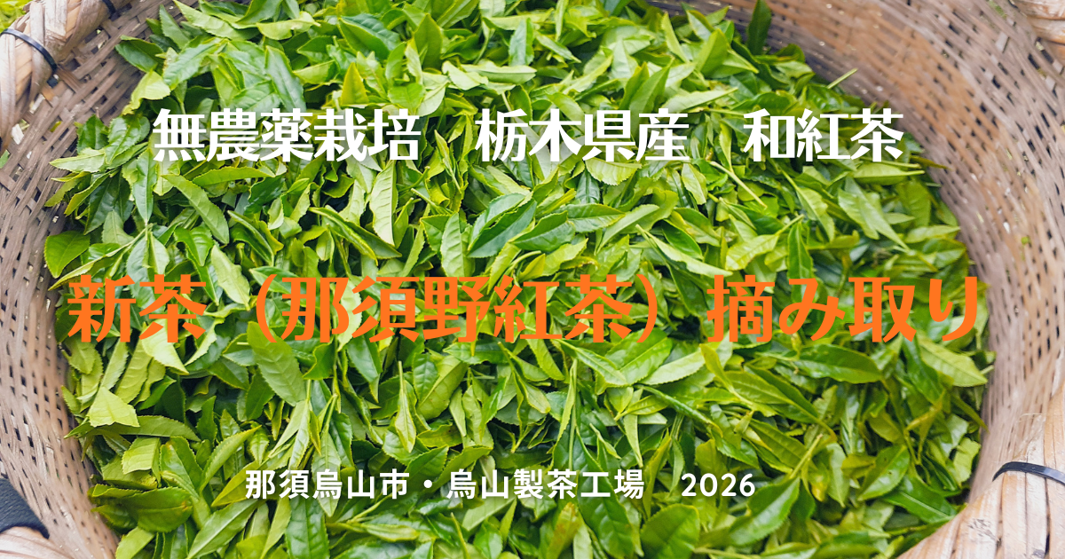 2026年5月の新茶の摘み取りで様々なメディアに取り上げられました！