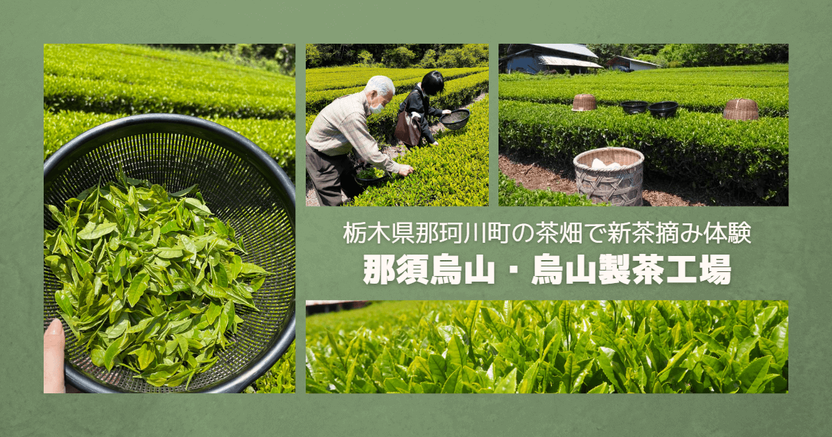 新聞・テレビ等で紹介！和紅茶を製造販売「烏山製茶工場」