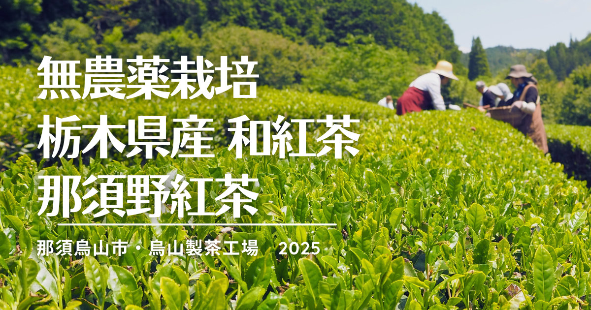 2025年5月の新茶の摘み取りで様々なメディアに取り上げられました！