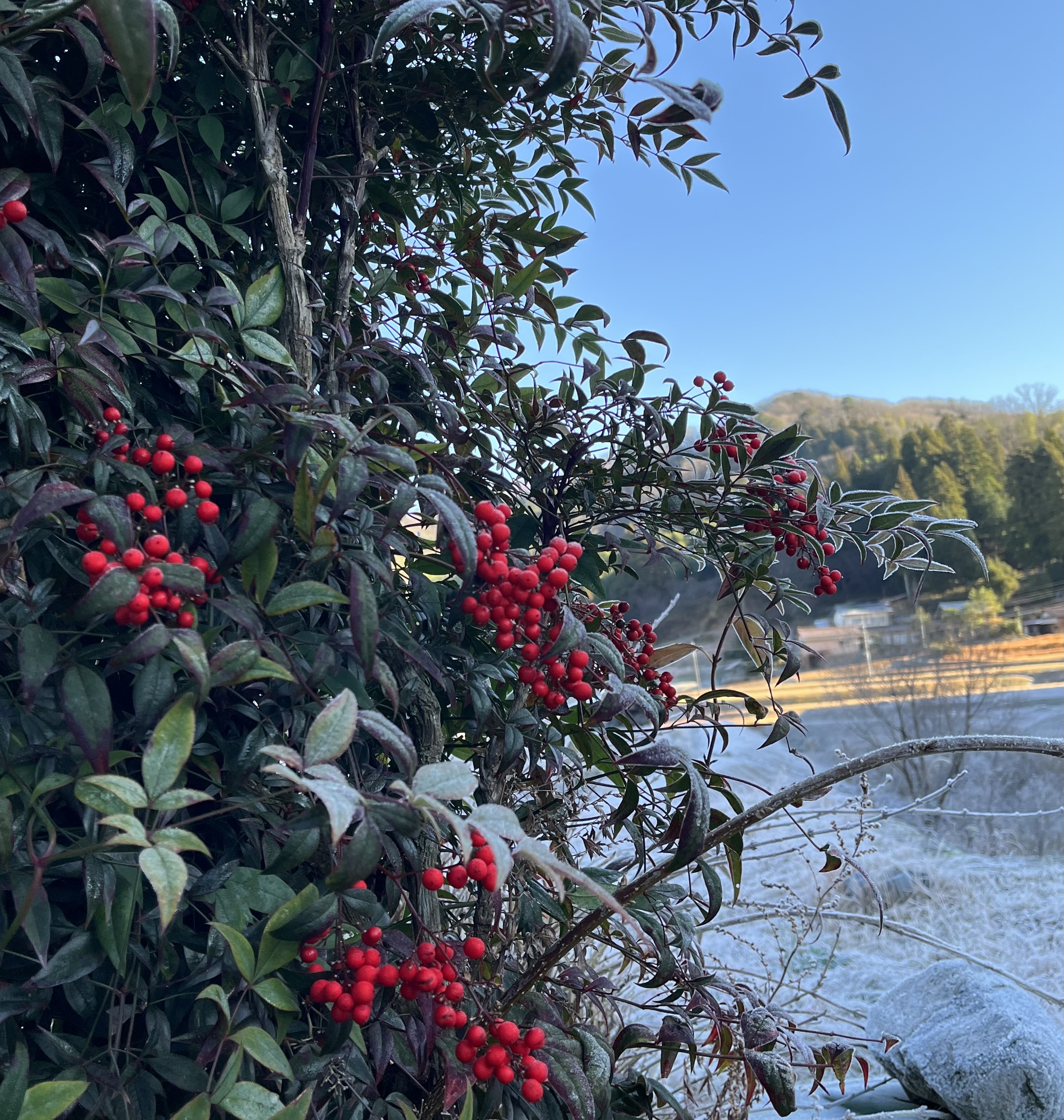 豆腐屋に嫁ぐ①