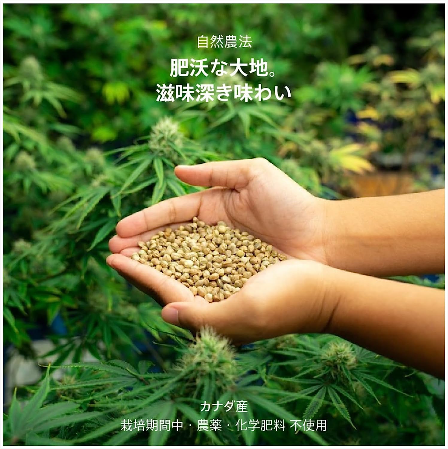 🌱麻の実（ヘンプシードナッツ）✨その魅力を少しずつお届けします！