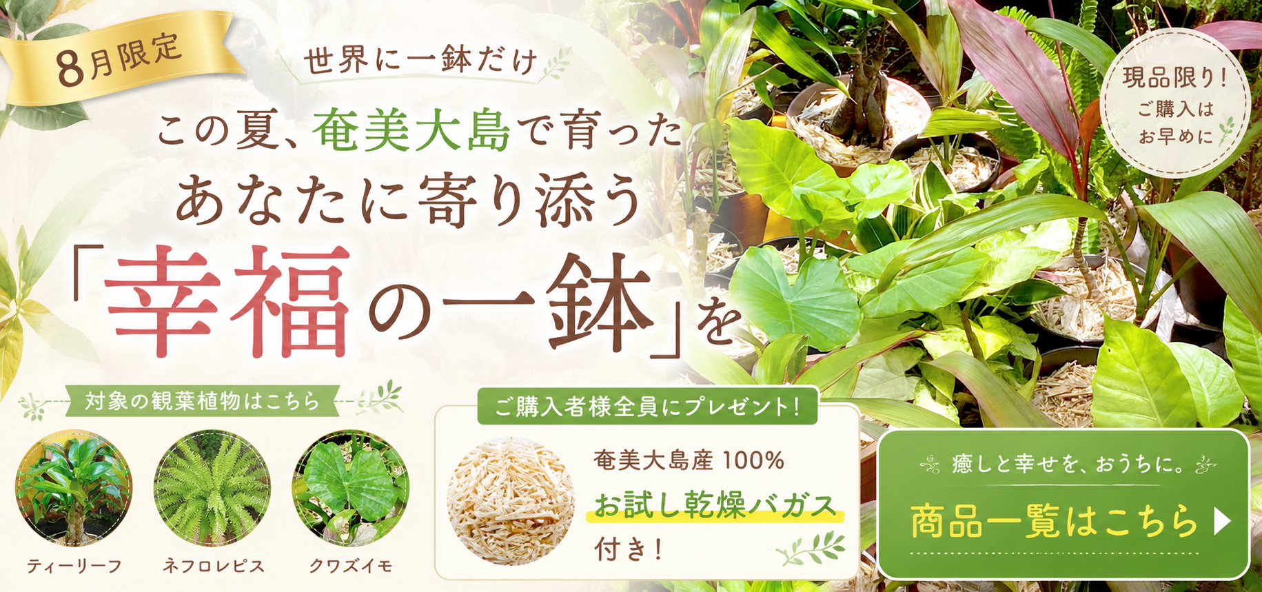 世界に一鉢だけ🌿 この夏、奄美大島で育ったあなたに寄り添う「幸福の一鉢」を🪴