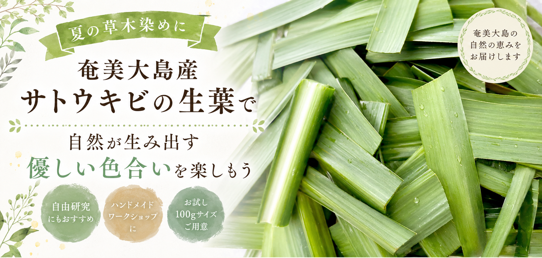 夏の草木染めに 奄美大島産サトウキビの生葉で自然が生み出す優しい色合いを楽しもう
