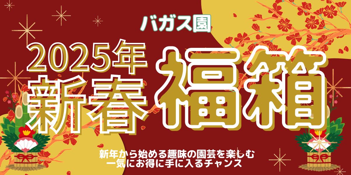 数量限定！植物好き必見　おまかせの大人気　多彩な植木鉢福袋が登場！植物のある暮らしを新年から楽しもう