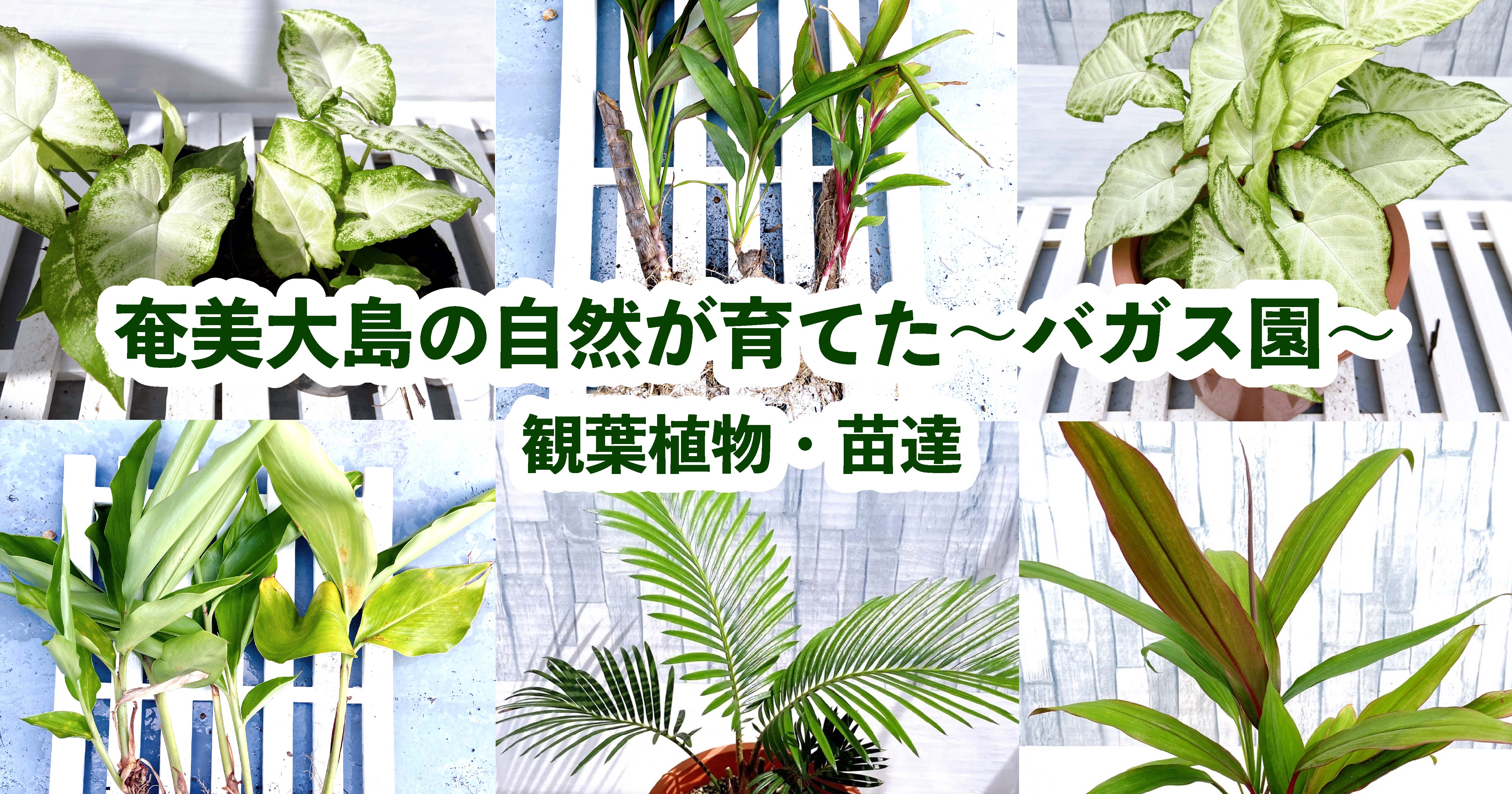 奄美大島から贈り物〜バガス園〜　奄美大島の自然で育てた観葉植物と苗達　南国の癒しをお部屋に