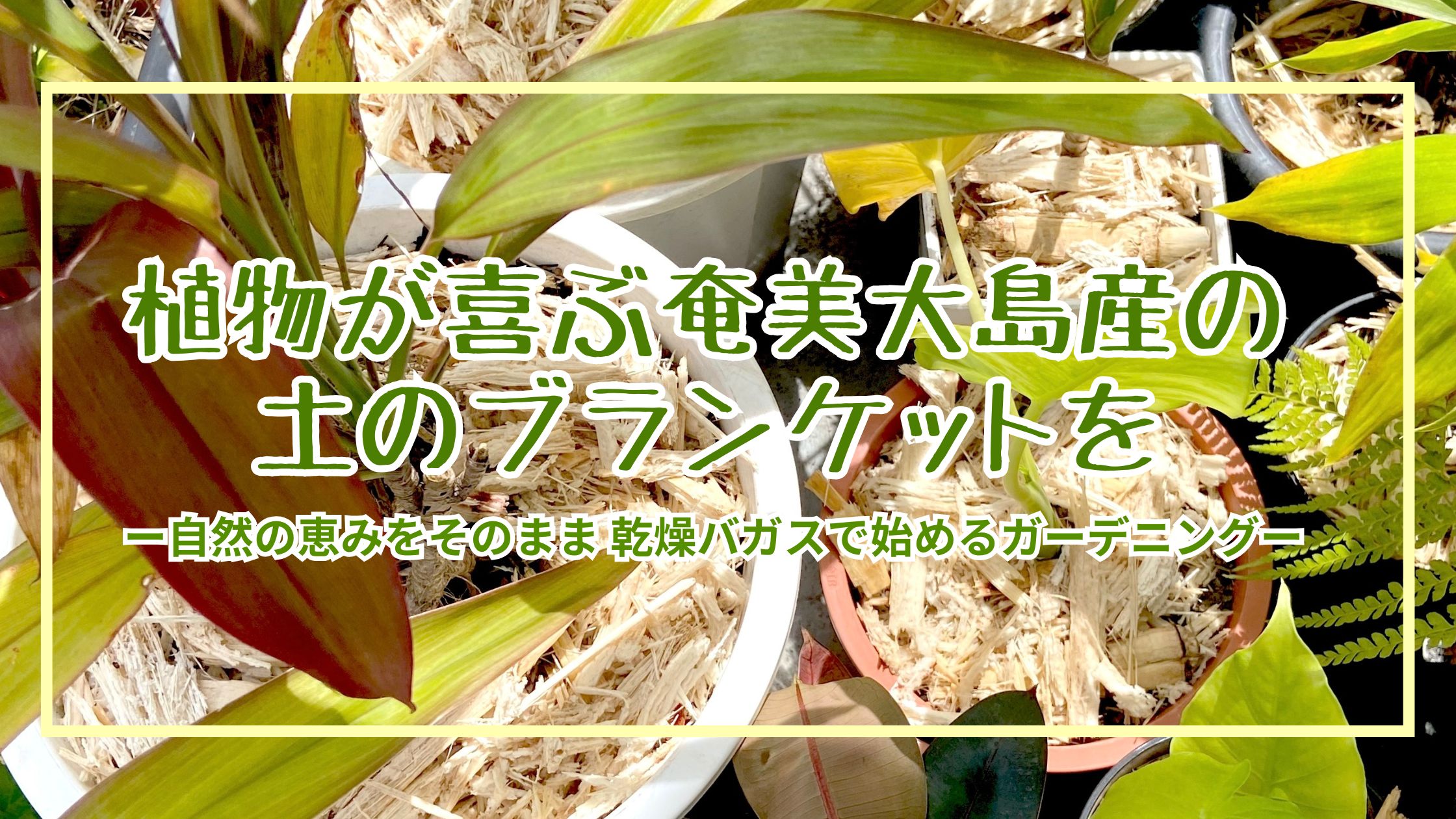 植物が喜ぶ奄美大島産の土のブランケットを　ー自然の恵みをそのまま 乾燥バガスで始めるガーデニングー