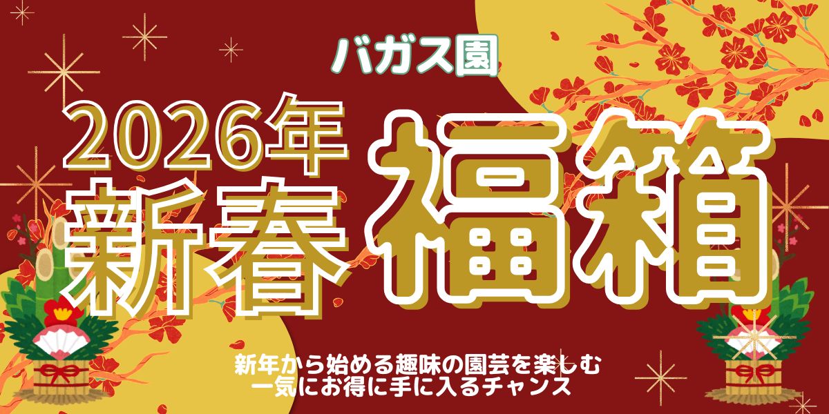 数量限定!植物好き必見 完全おまかせの多彩な植木鉢の福袋が登場! 植物のある暮らしを新年から楽しもう