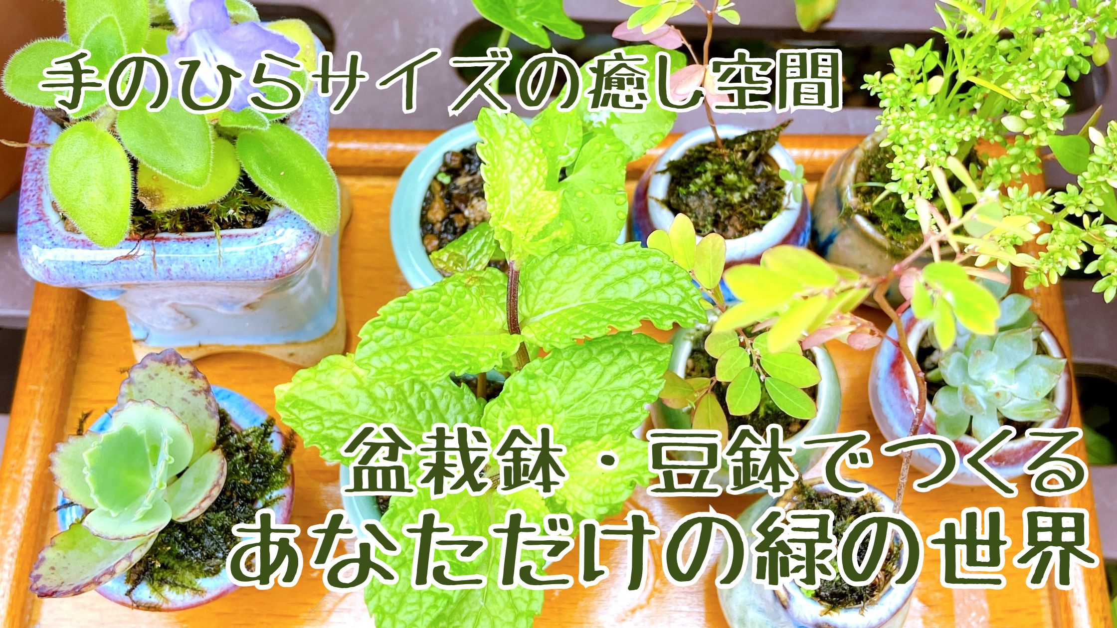 手のひらサイズの癒し空間　選ぶ楽しみ・育てる喜びを　盆栽鉢・豆鉢でつくるあなただけの緑の世界
