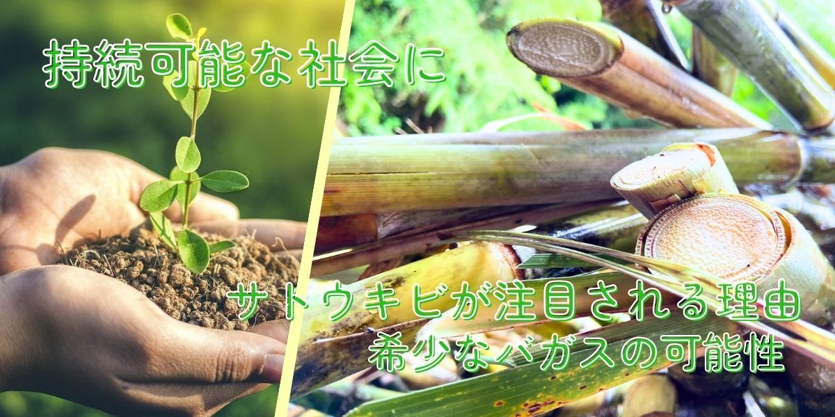 持続可能な社会を目指す！サトウキビが注目される理由と希少なバガスがもたらす可能性