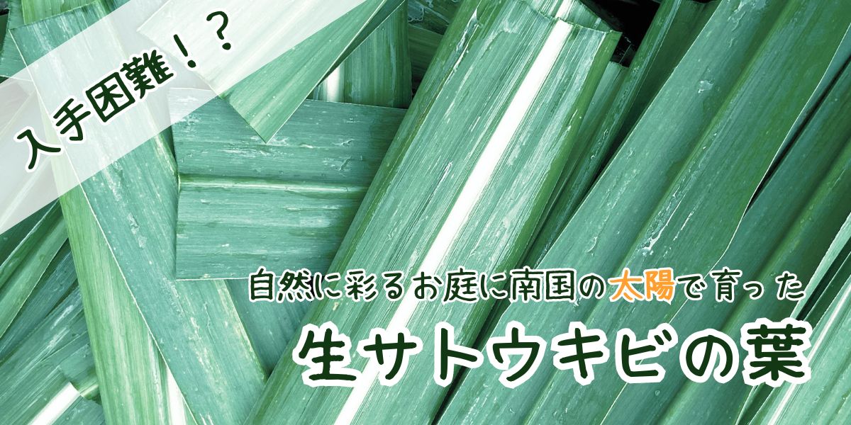 夏のお庭を彩る！入手困難なサトウキビの葉で草木染め・土壌改良&マルチングで涼しさと美しさを