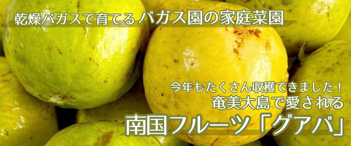 9月はグアバの収穫時期！奄美大島で愛される南国フルーツ「グアバ」がたくさんできました✨
