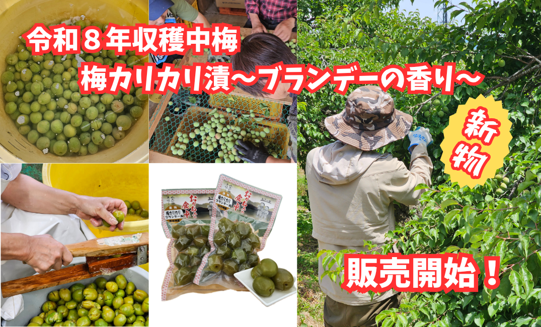 新物‼　カリカリ梅漬～ブランデーの香り～