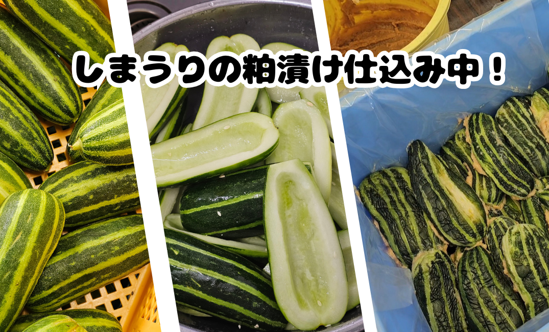 しまうり粕漬け仕込み中‼