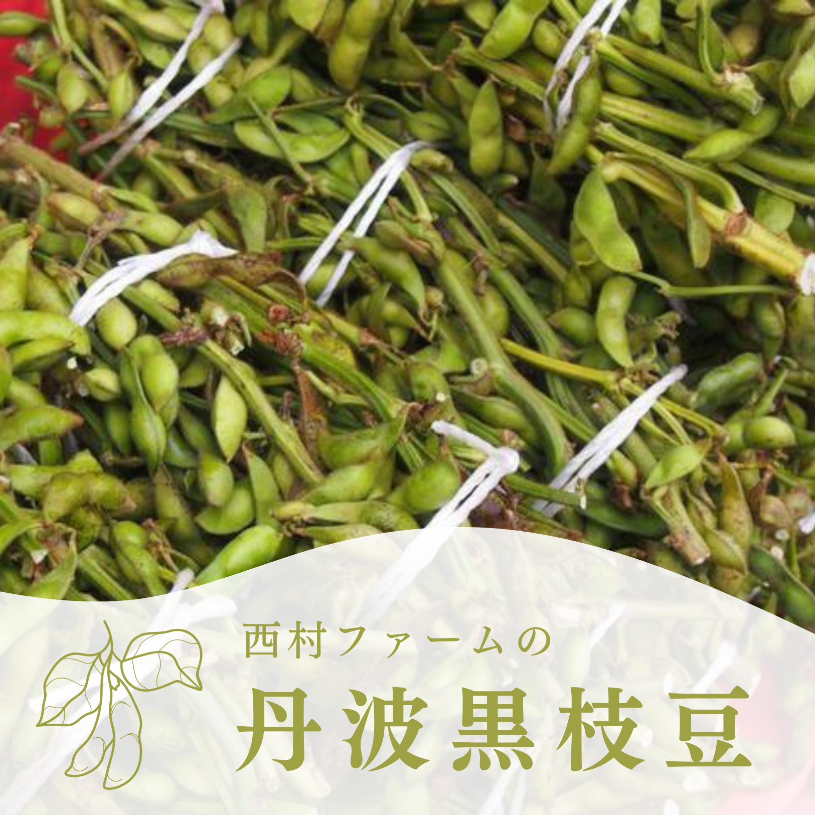 丹波黒枝豆の予約販売を開始しました