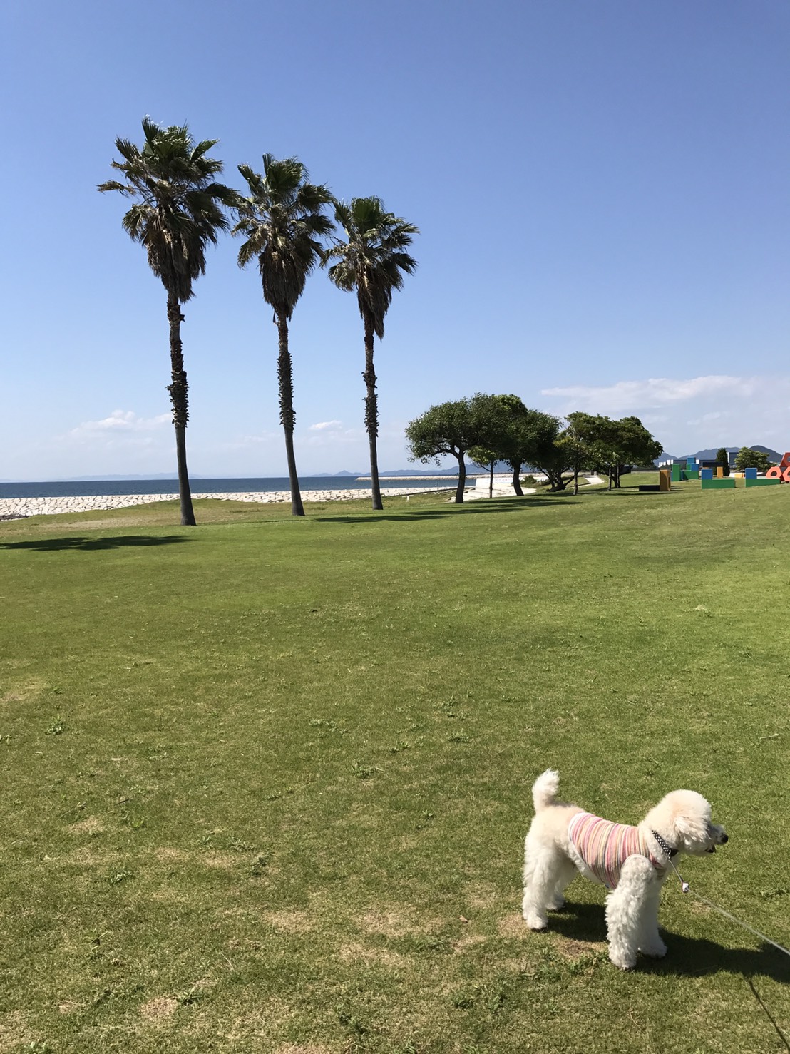 愛犬家の皆様にオススメ❣️一ノ宮公園でドッグラン！我が家のおーちゃんも大好き❤