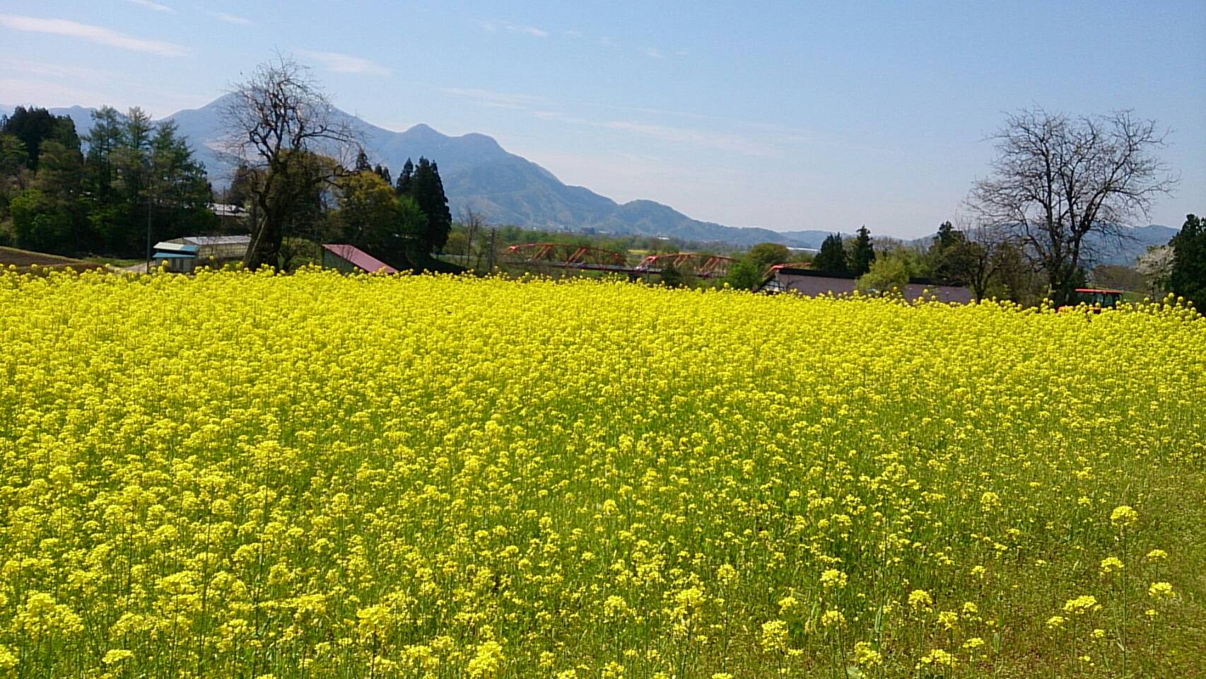 長野からは菜の花公園の写メが！ 皆様GW楽しめましたかー？
