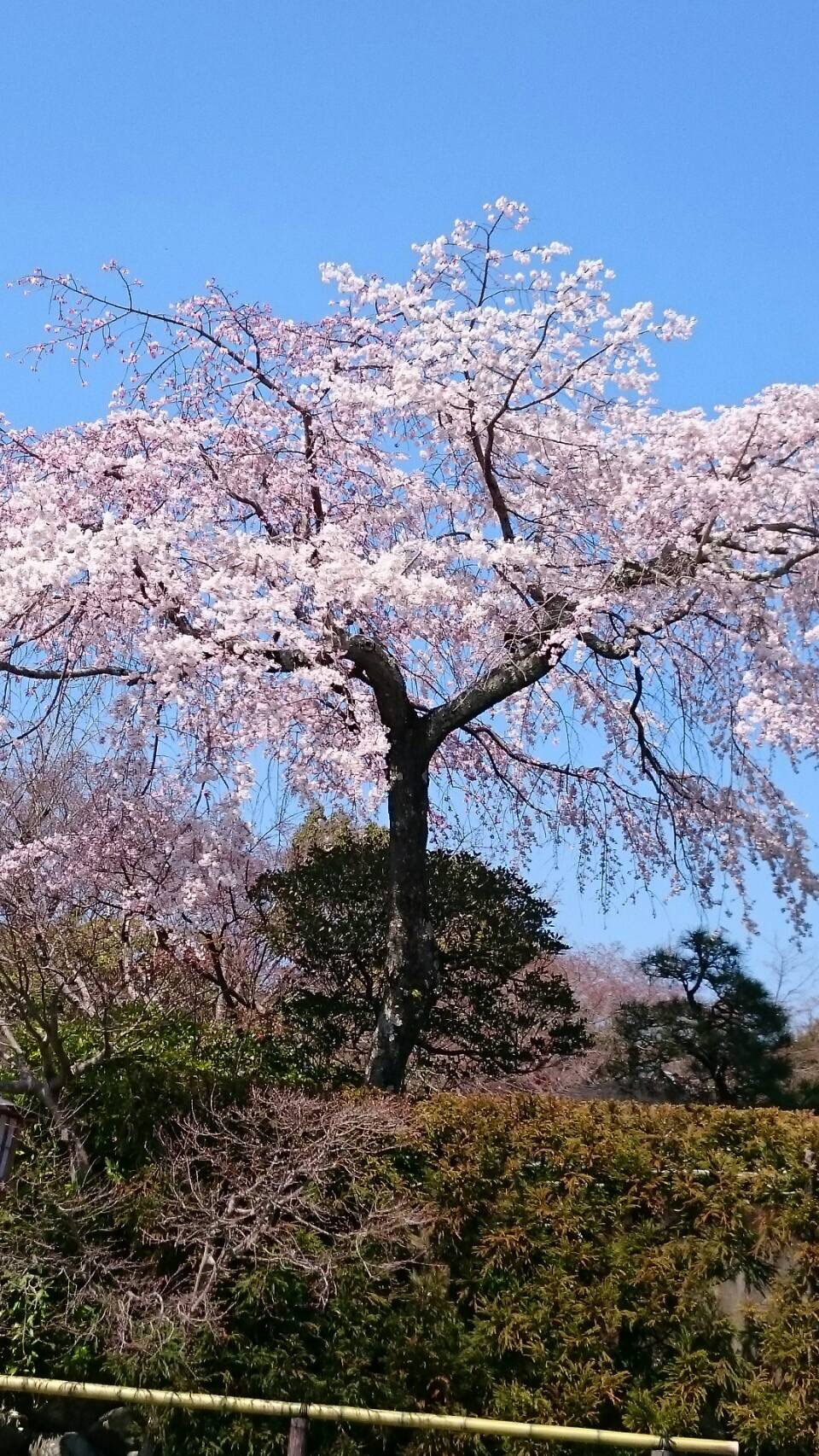 お友達から京都の桜の写メ*\(^o^)/*
