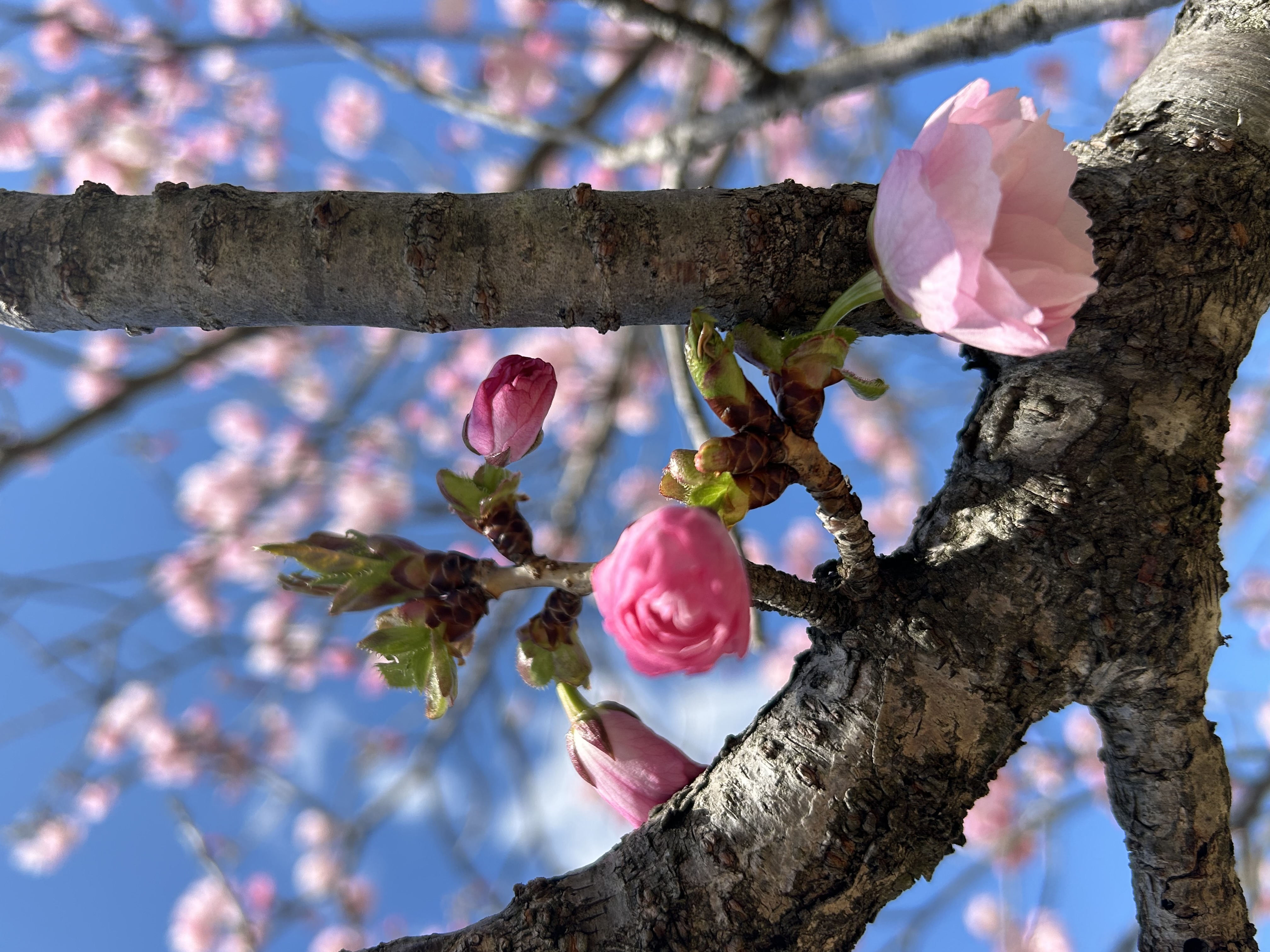 桜が綺麗ですね♪