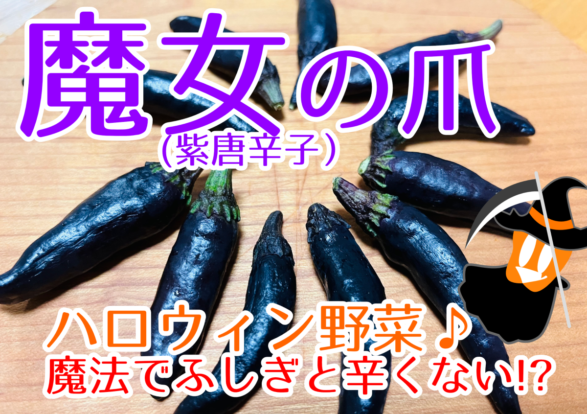 ハロウィンに魔女の爪を食べてみんね。