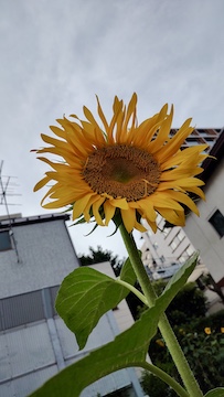 季節