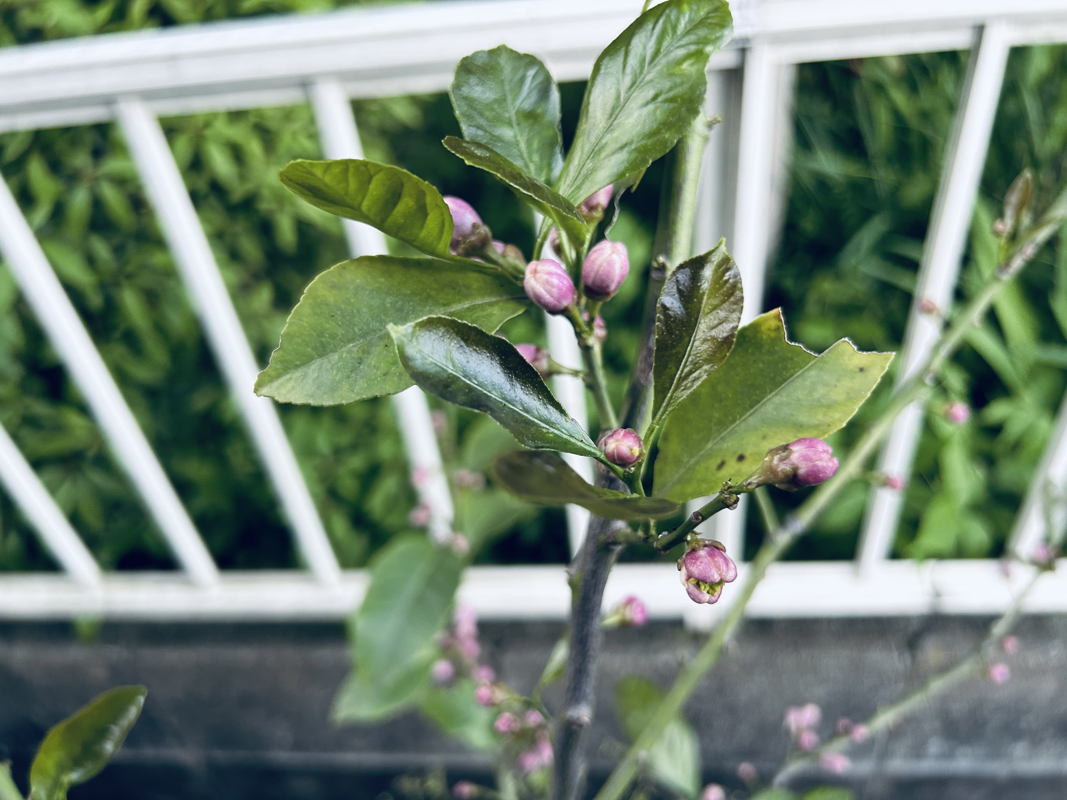 ほったらかしのレモン