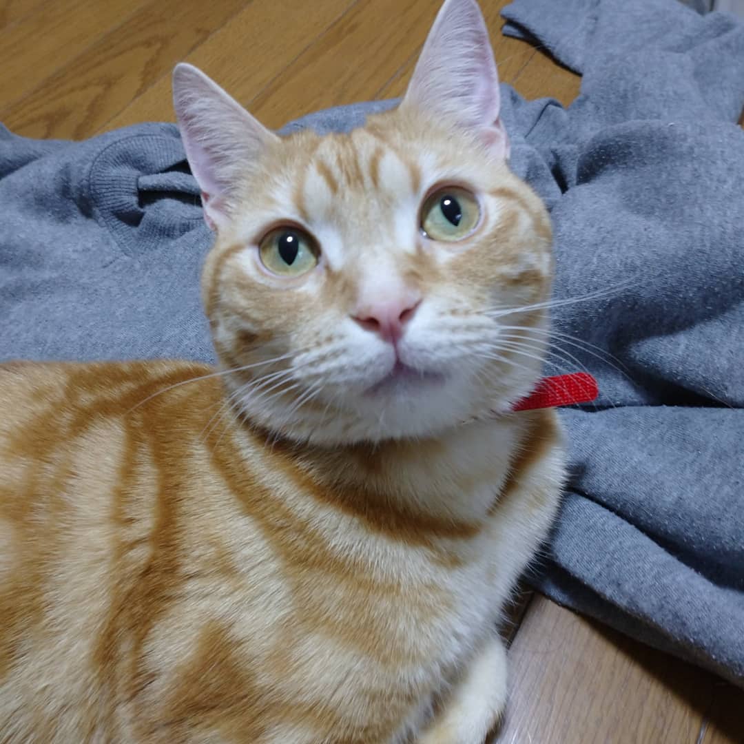 ABOUT USの猫ってこいつのこと